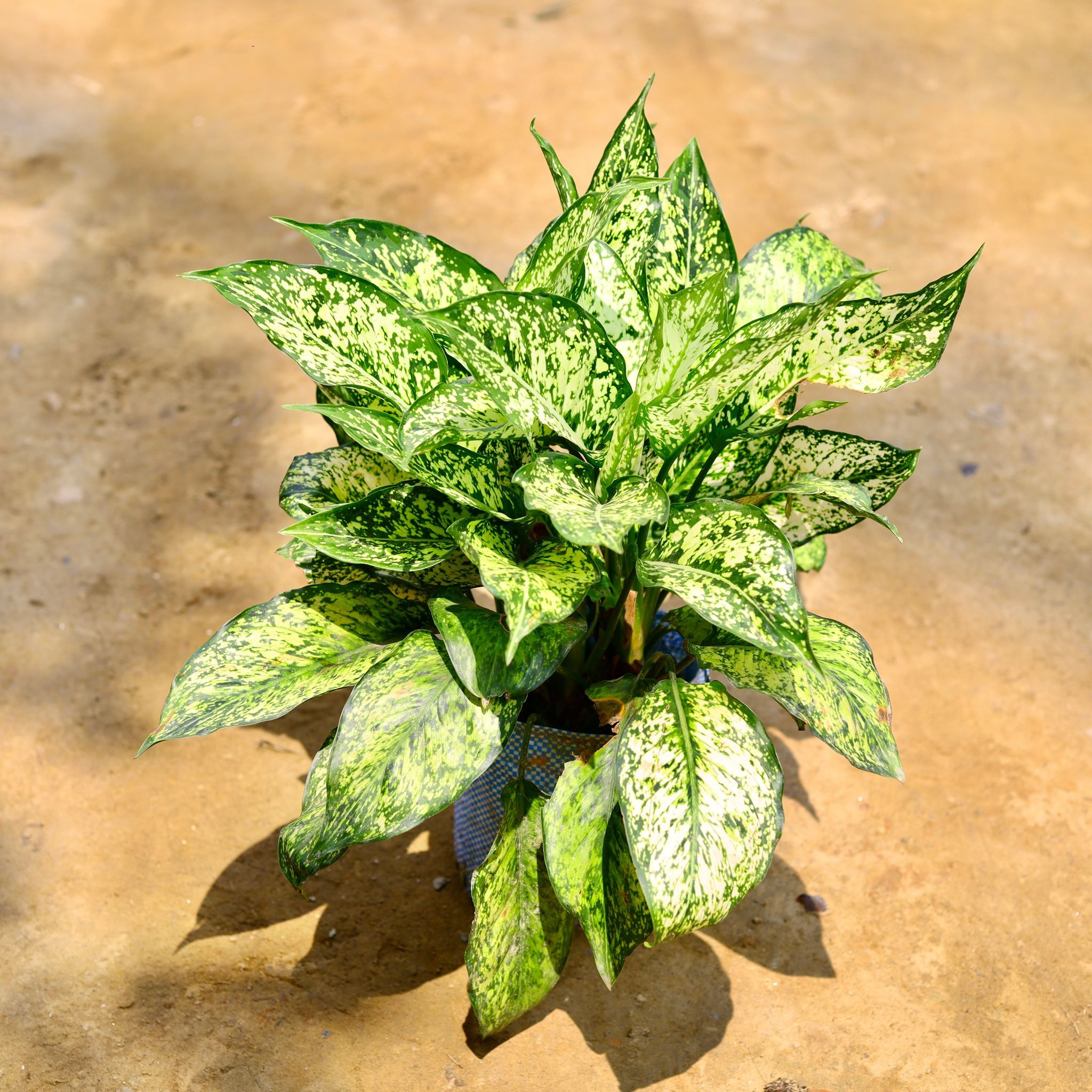 Aglaonema Snow White in 8 Inch Nursery Bag