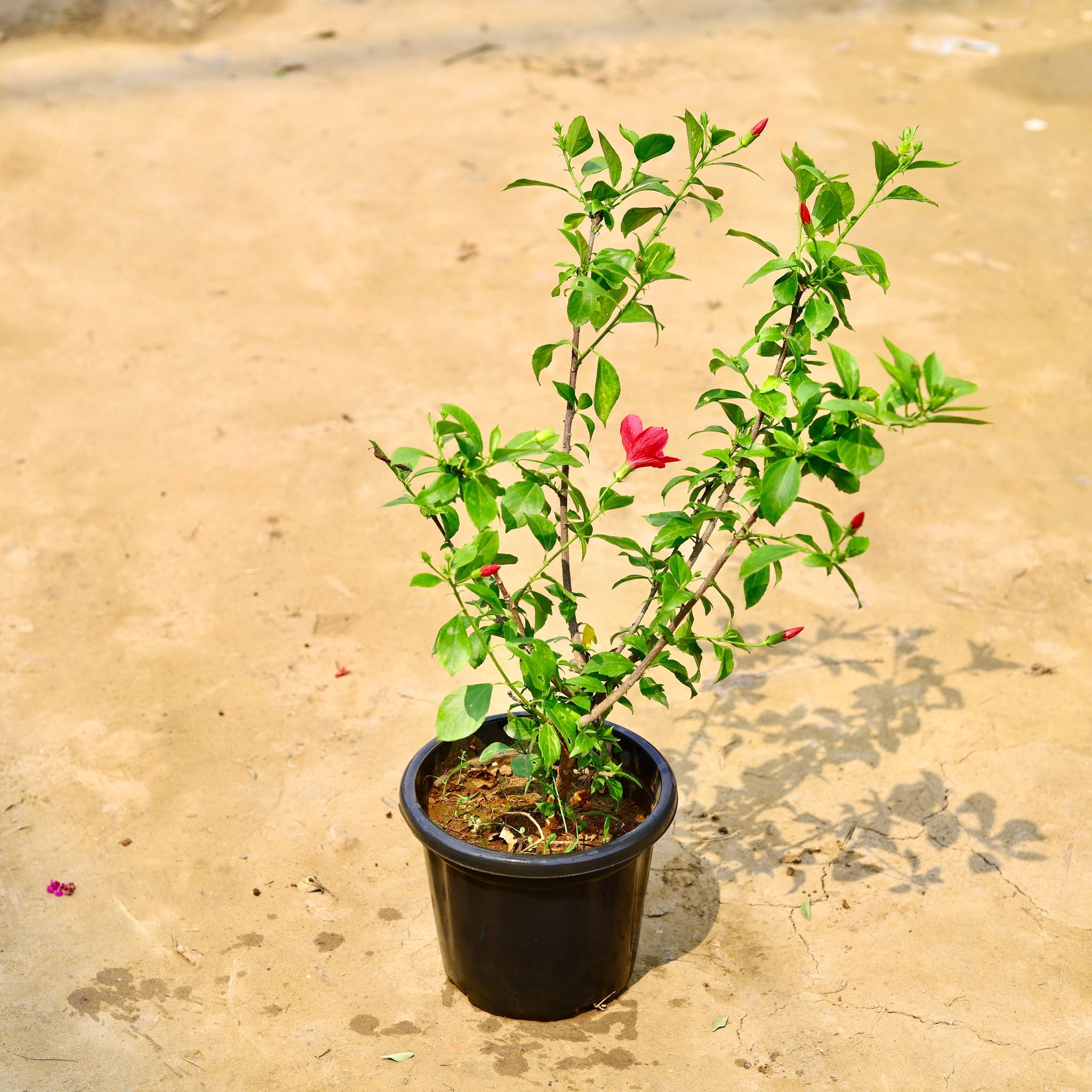 Hibiscus High Choice / Gudhal in 8 Inch Nursery Pot