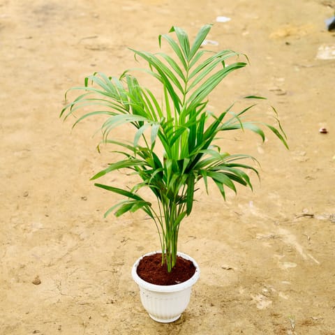 Areca Palm (~ 2 Ft) in 8 Inch White Olive Plastic Pot