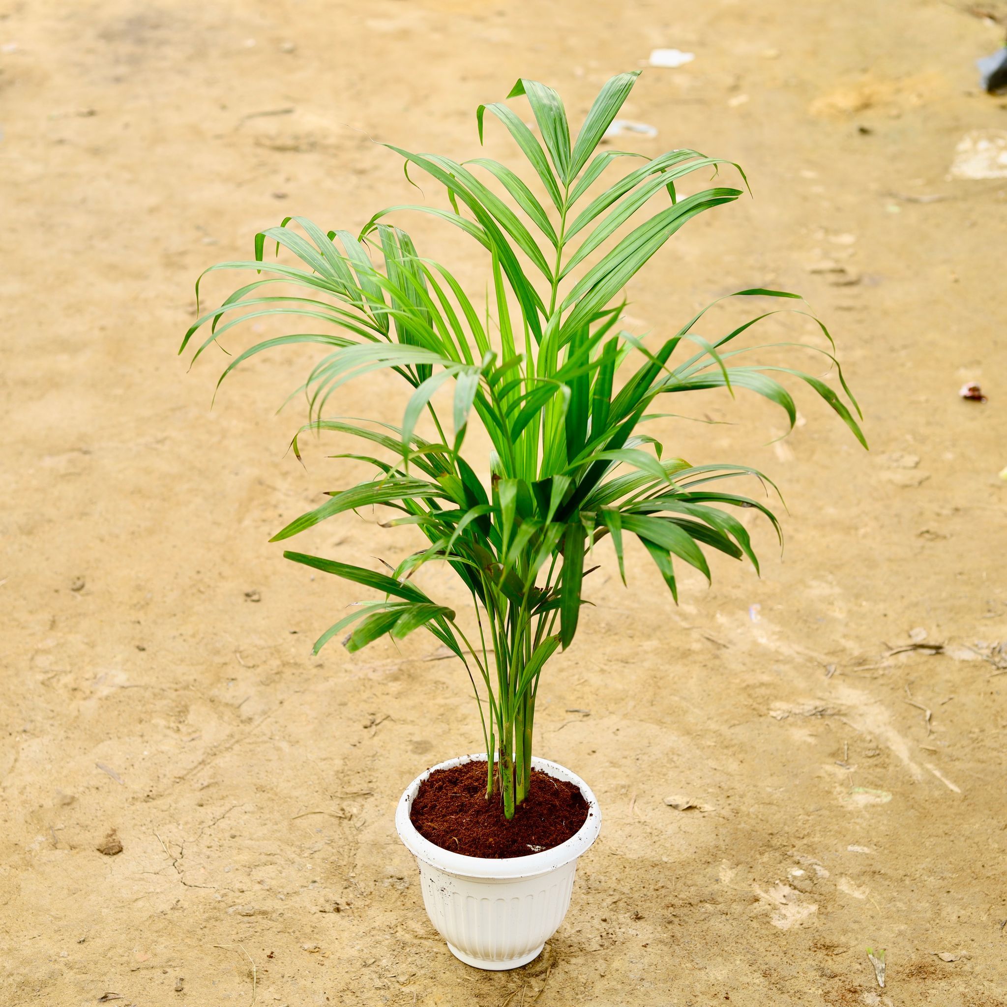 Areca Palm (~ 2 Ft) in 8 Inch White Olive Plastic Pot