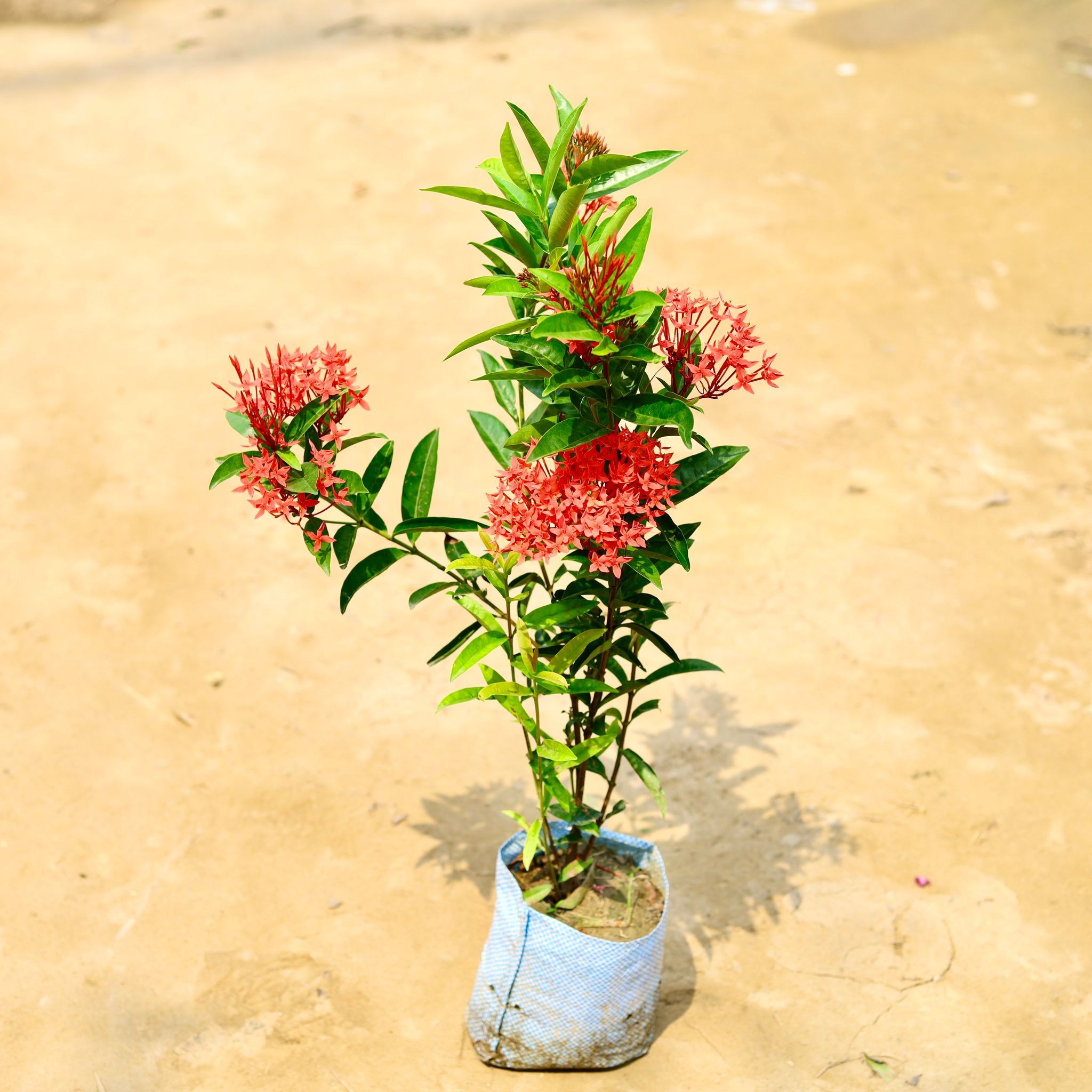 Ixora Red (~ 2-3 Ft) in 8 Inch Nursery Bag