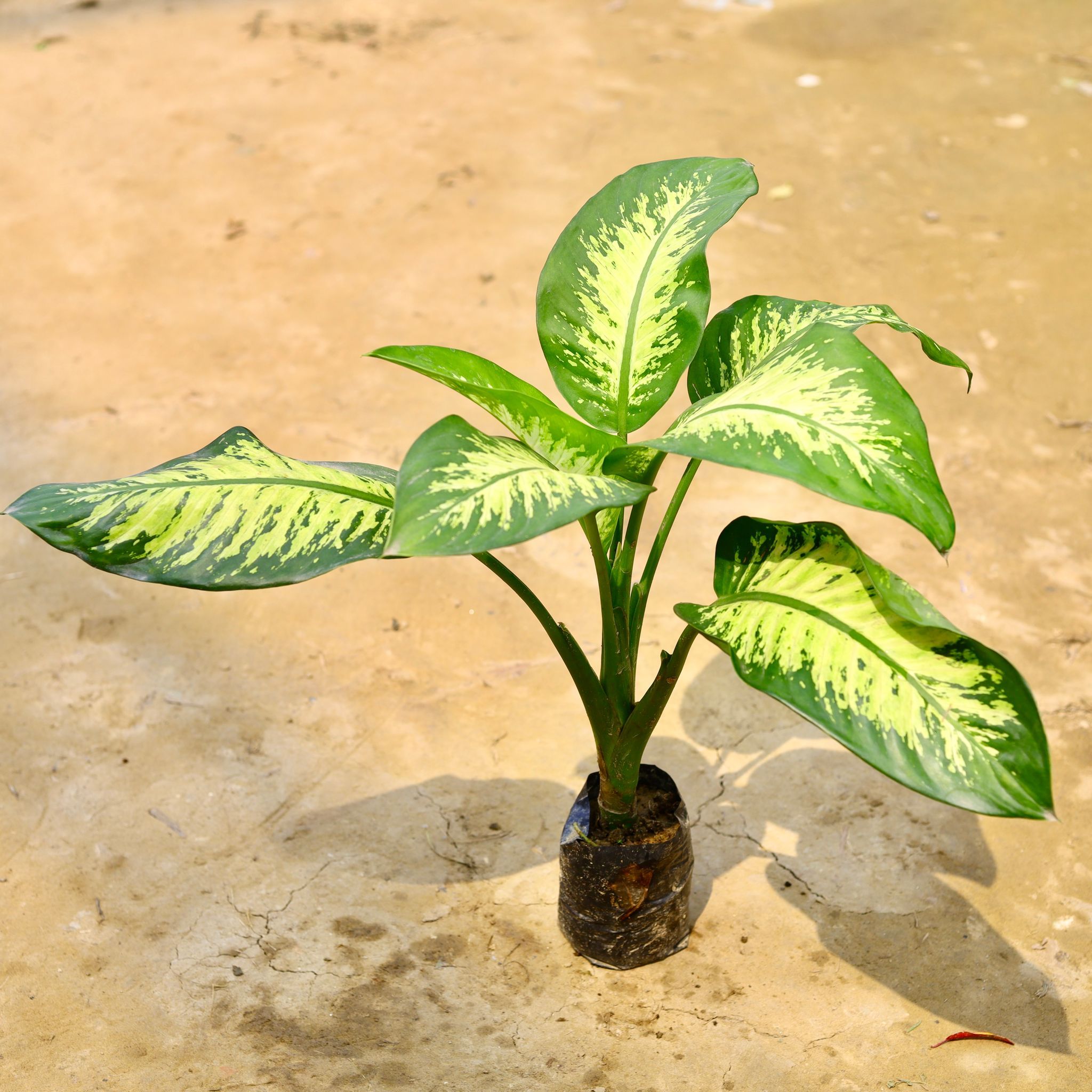 Dieffenbachia Seguine in 7 Inch Nursery Bag