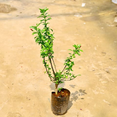 Hibiscus High Choice / Gudhal in 8 Inch Nursery Bag