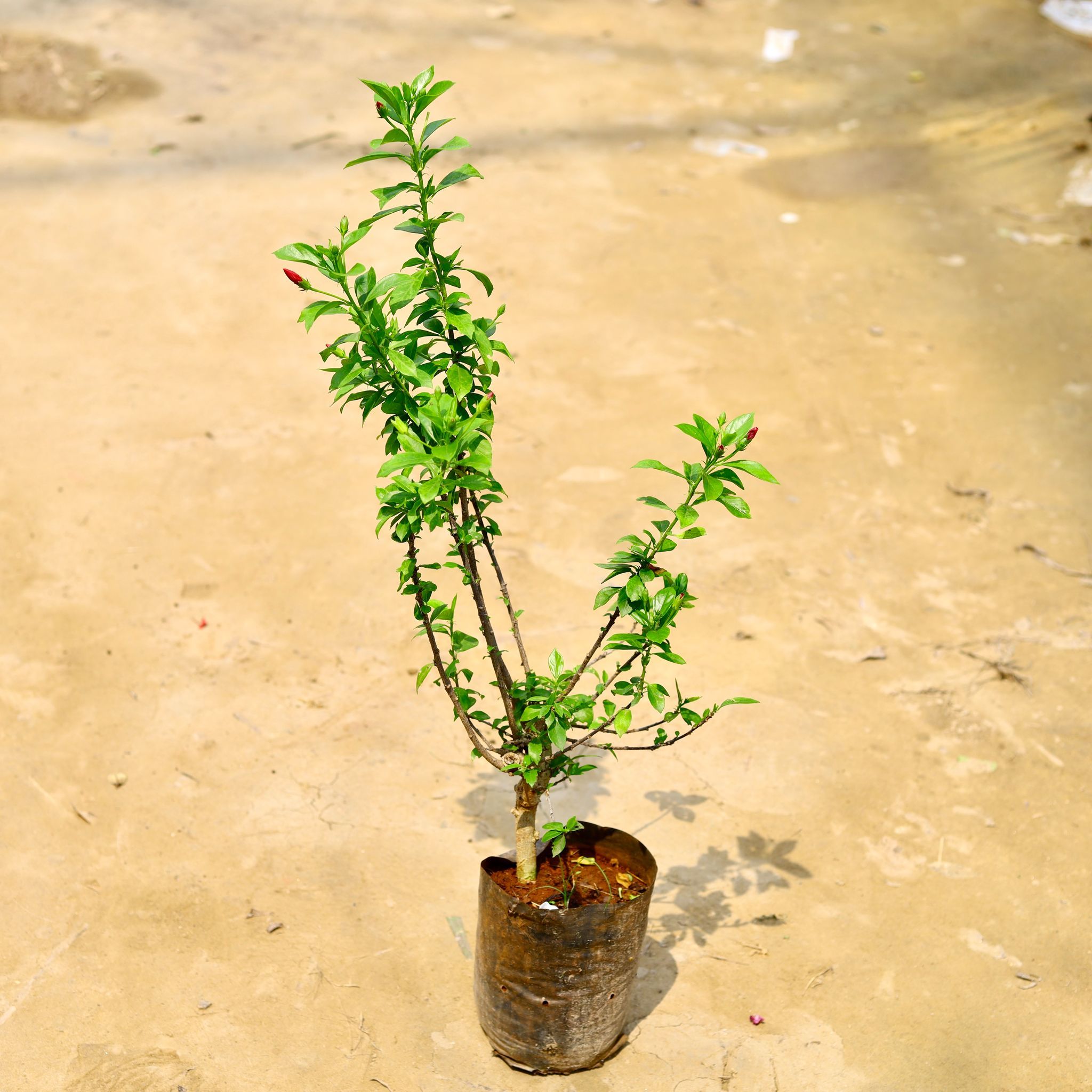 Hibiscus High Choice / Gudhal in 8 Inch Nursery Bag