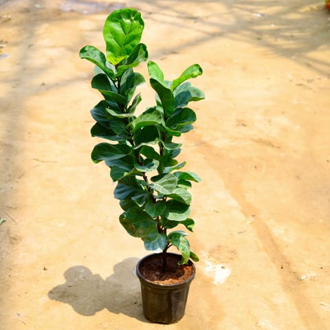 Buy Fiddle Leaf Fig / Ficus Lyrata (~ 3-4 Ft) in 8 Inch Live Plant Nursery Pot Online at Best Price