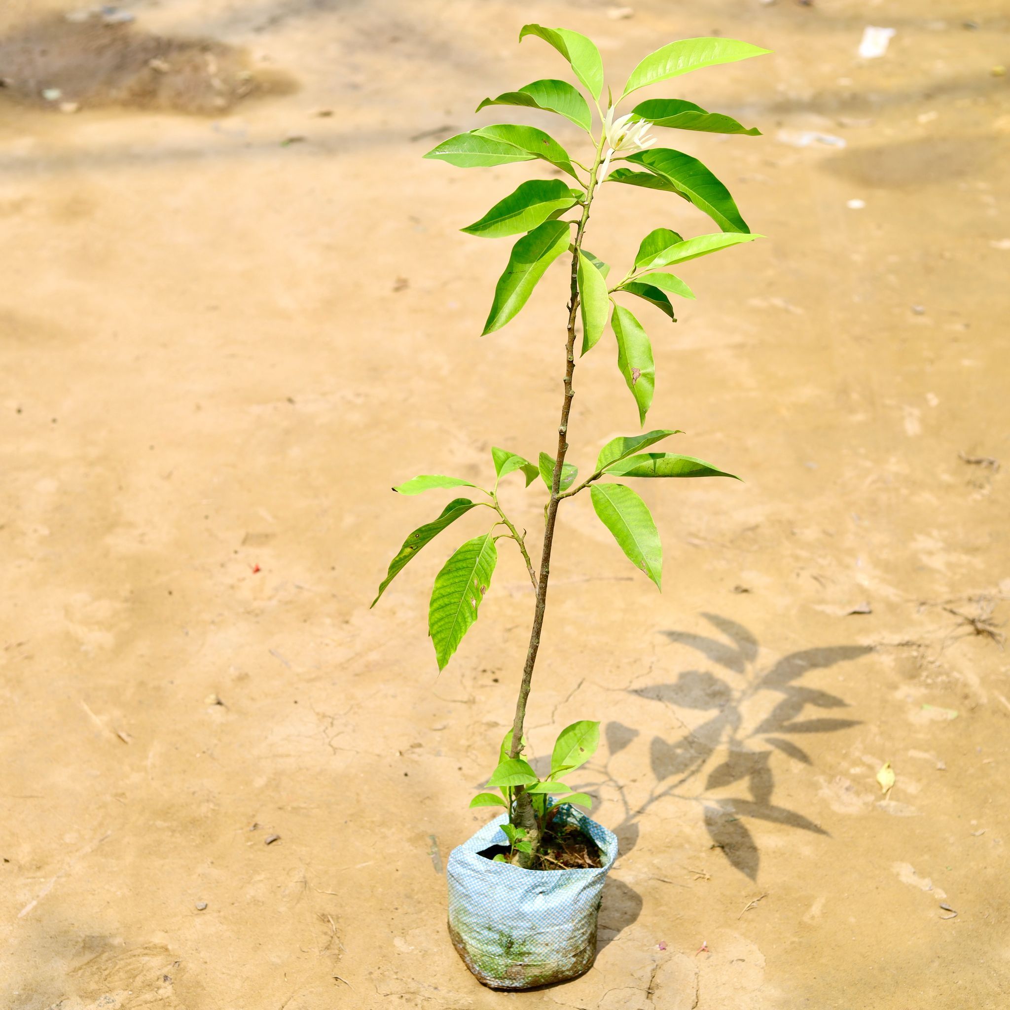 Swarn Champa Grafted ( 5 ft) in 10 Inch Nursery Bag