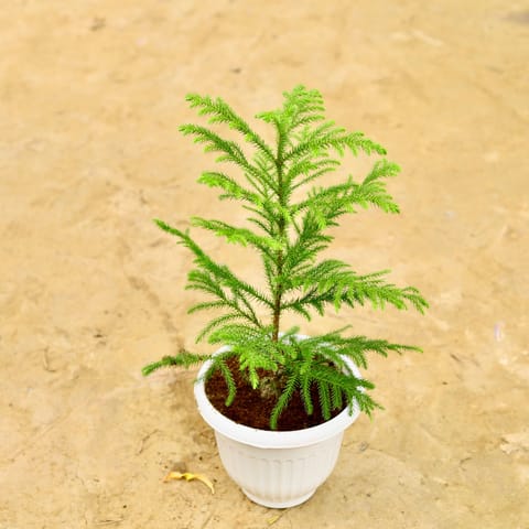 Araucaria / Christmas Tree in 8 Inch White Olive Plastic Pot