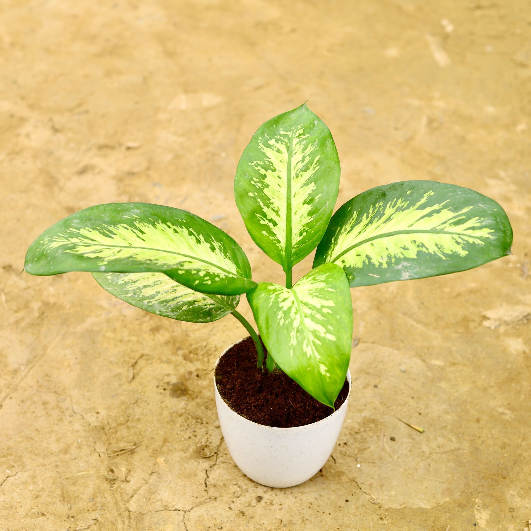 Dieffenbachia Seguine in 6 Inch White Premium Orchid Round Plastic Pot