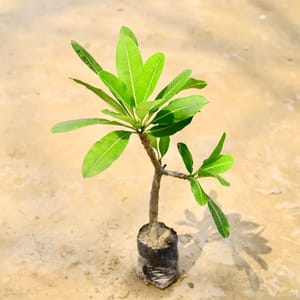 Buy the Finest Quality Champa Plant Online- Urvann