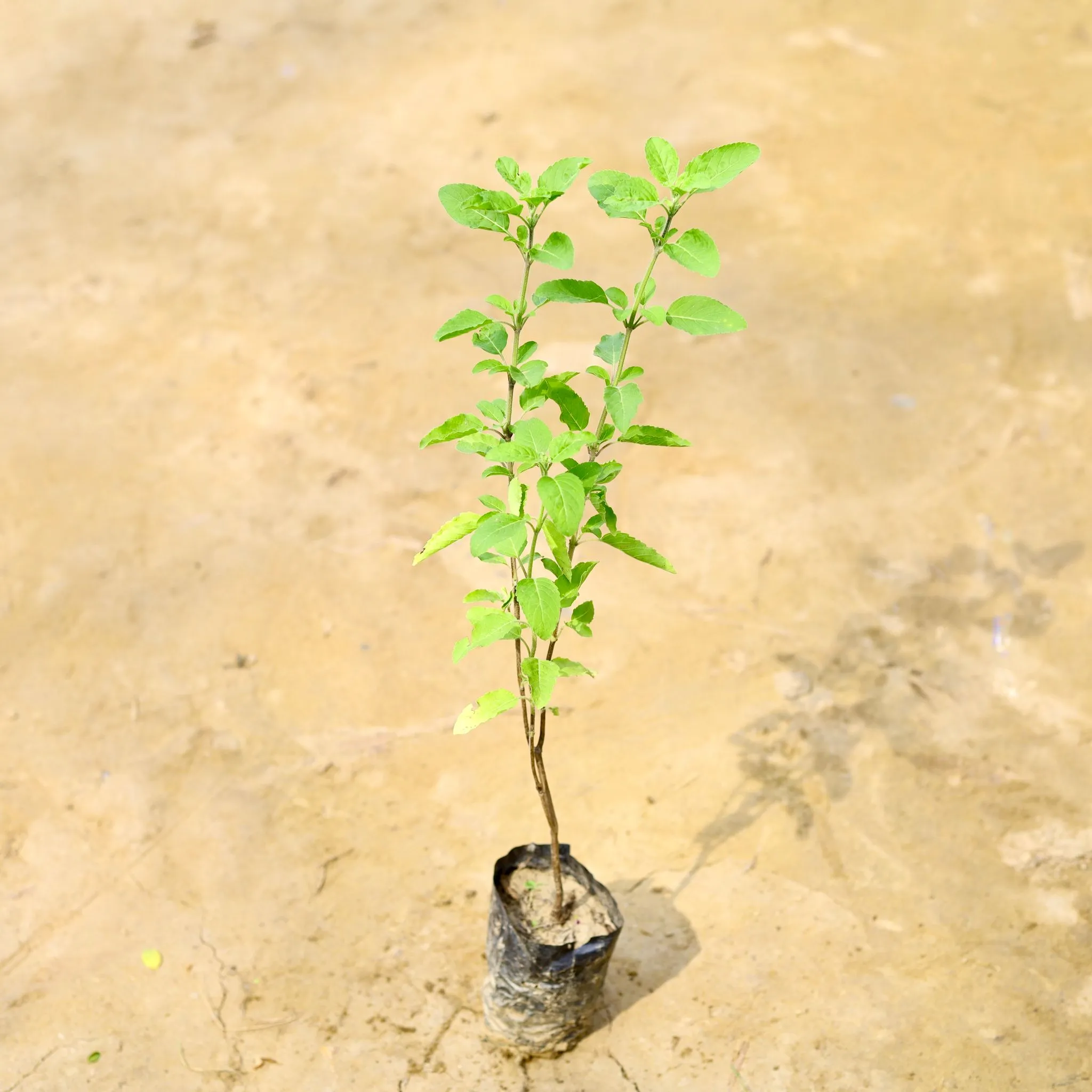 Rama Tulsi in 4 Inch Nursery Bag