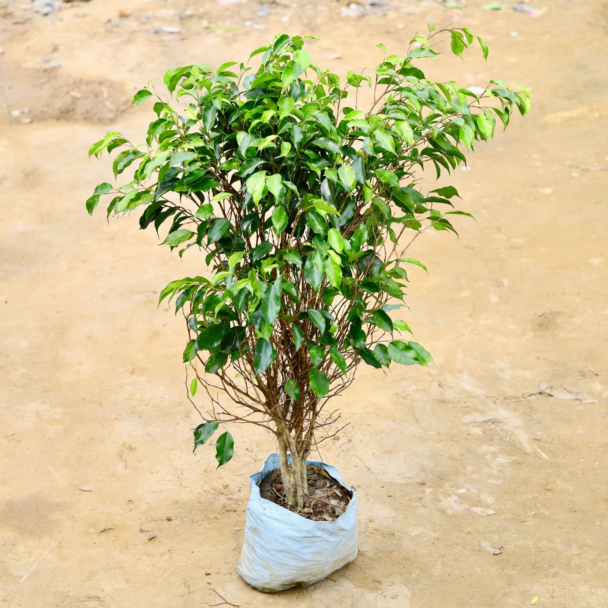 Weeping Fig / Black Ficus (~ 5 Ft) in 10 Inch Nursery Bag