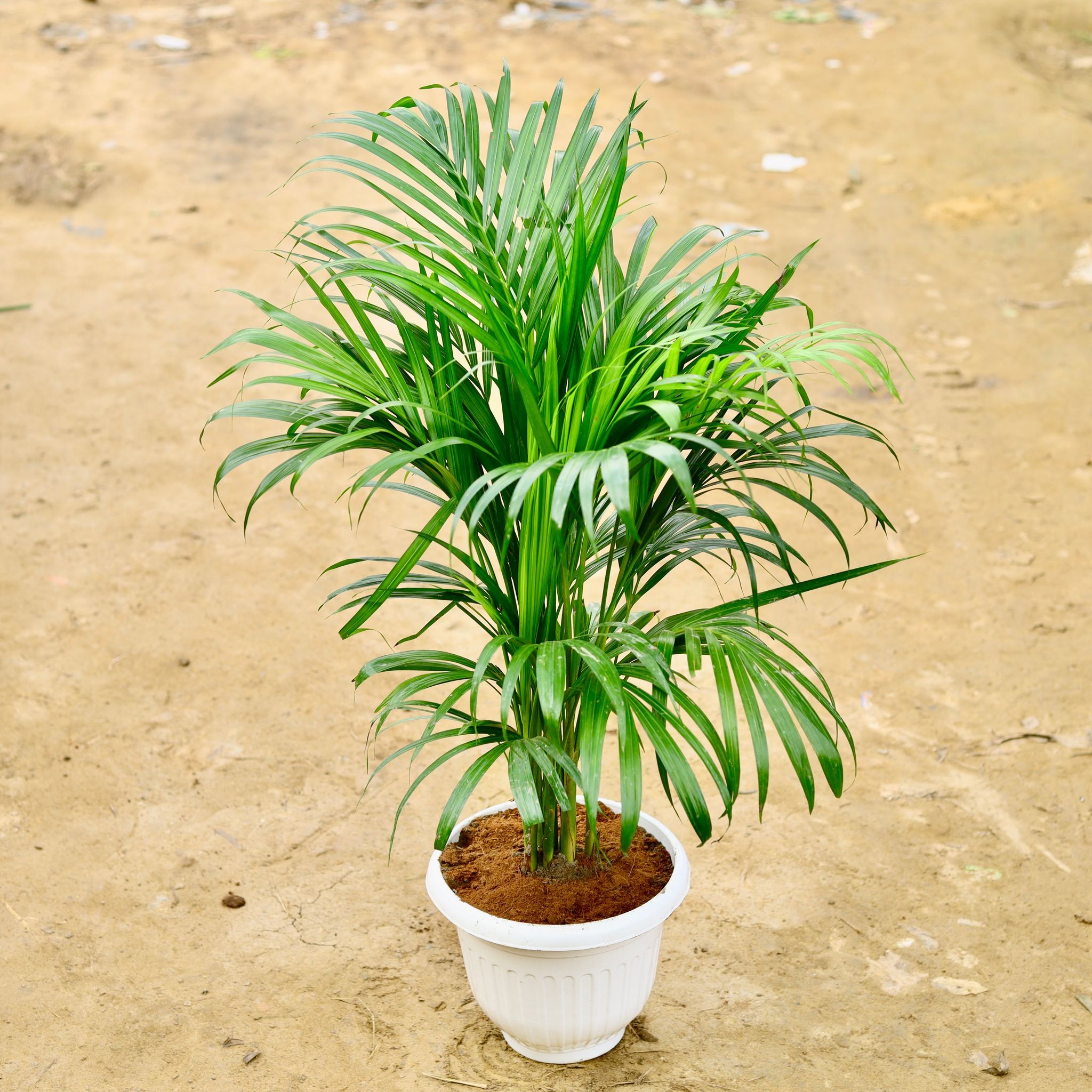 Areca Palm (~ 3.5-4 Ft) in 10 Inch White Olive Plastic Pot