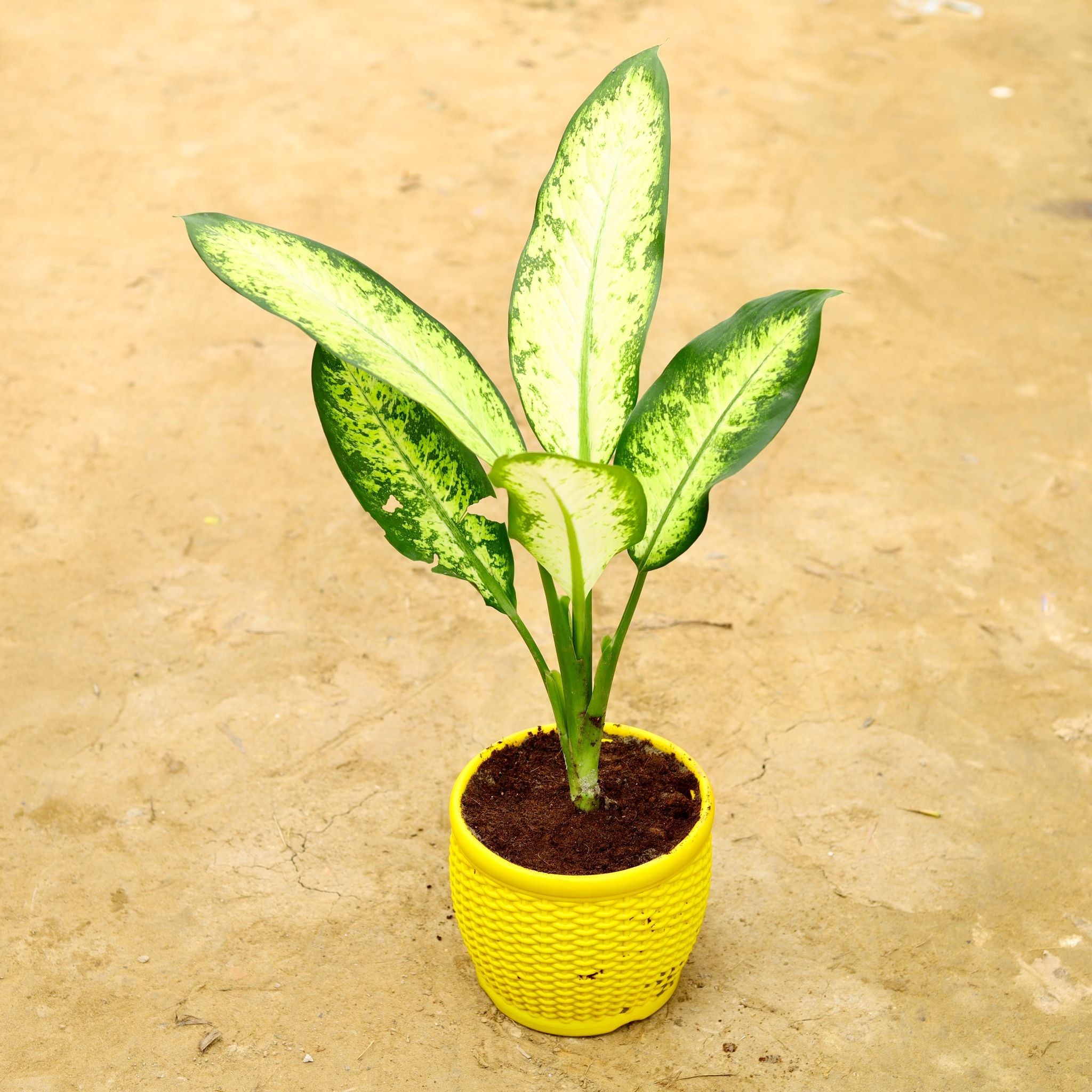 Aglaonema Pinky in 8 Inch Yellow Premium Matt Classic Plastic Pot