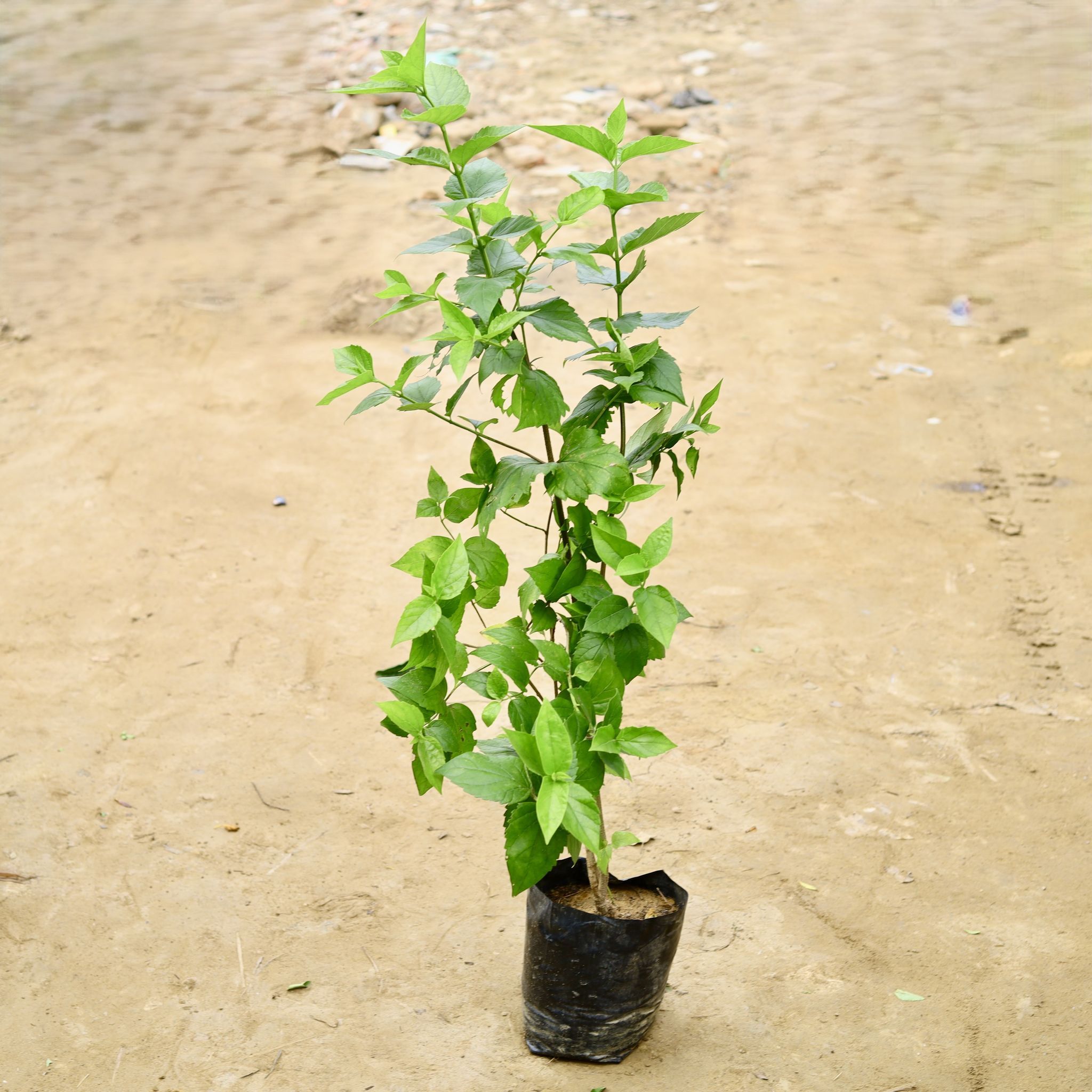 Harsingar / Parijat (Pune Variety) (4 Years Old) (~ 3-4 Ft) in 10 Inch Nursery Bag