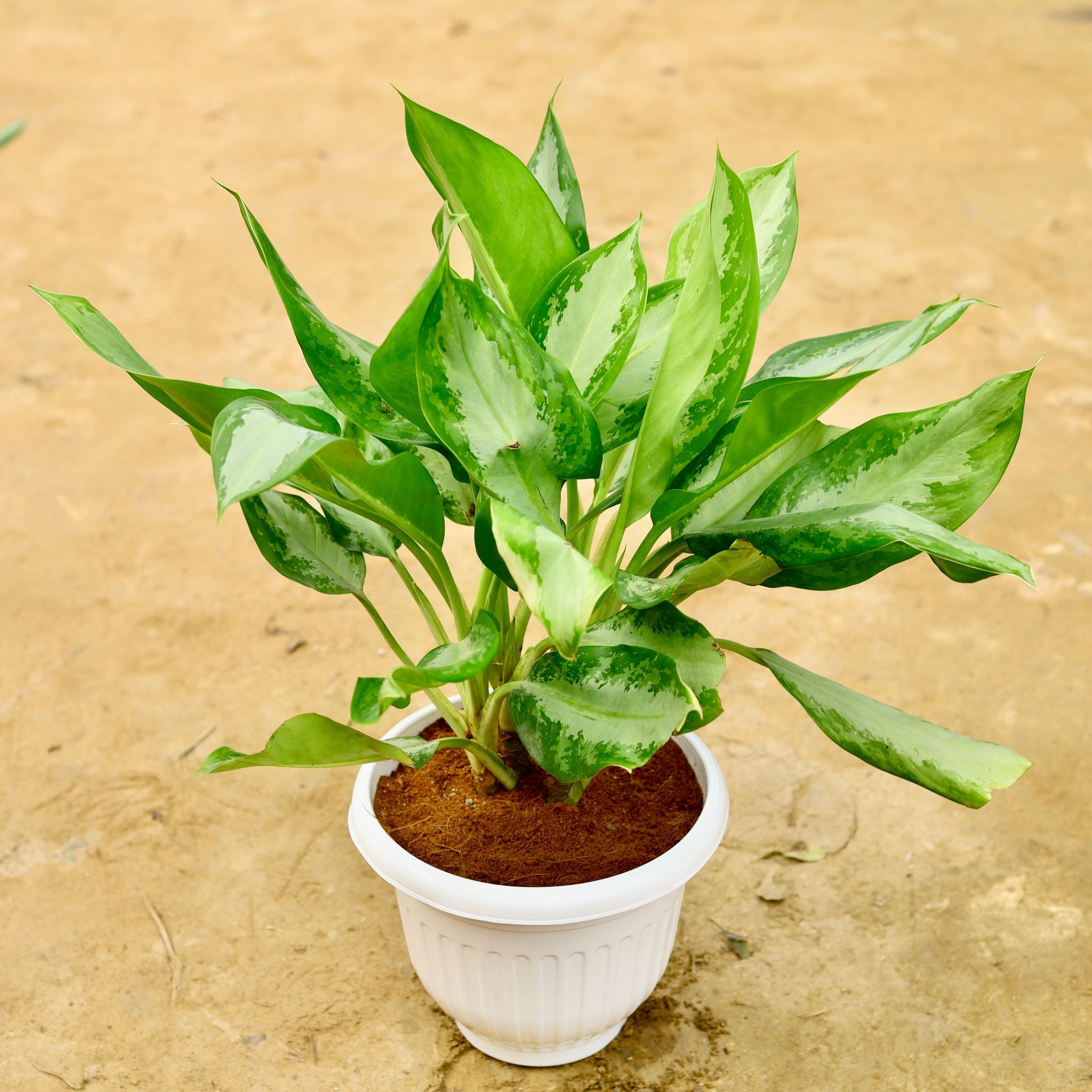 Aglaonema Silver Queen in 10 Inch White Olive Plastic Pot