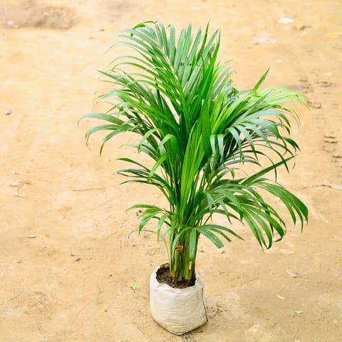 Areca Palm Bushy (~ 4 Ft) in 8 Inch Nursery Bag