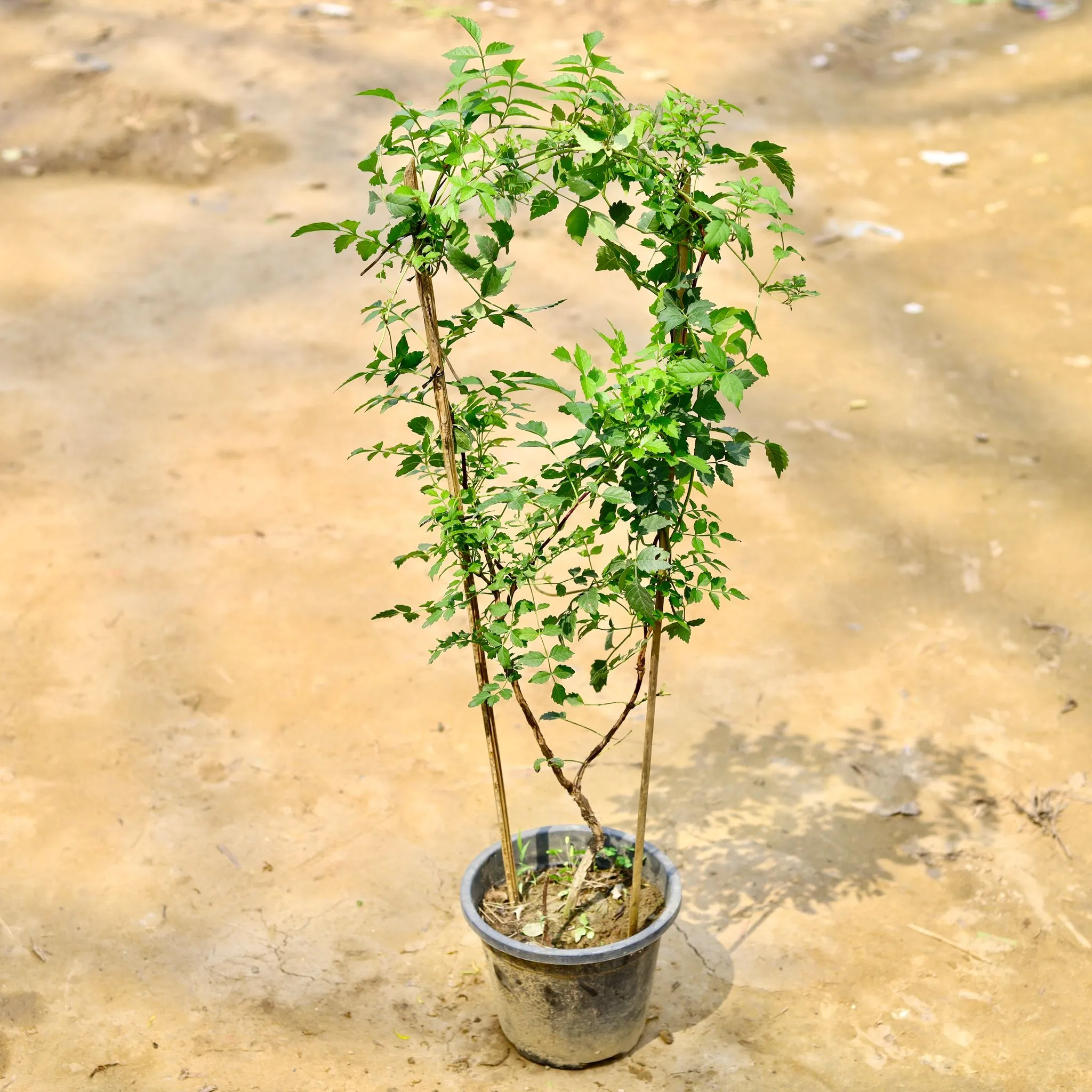 Tecoma Orange in 8 Inch Nursery Pot