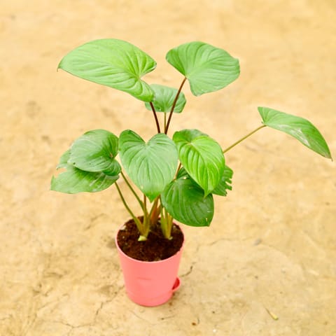 Alocasia Giant Taro in 4 Inch Pink Florence Self Watering Pot