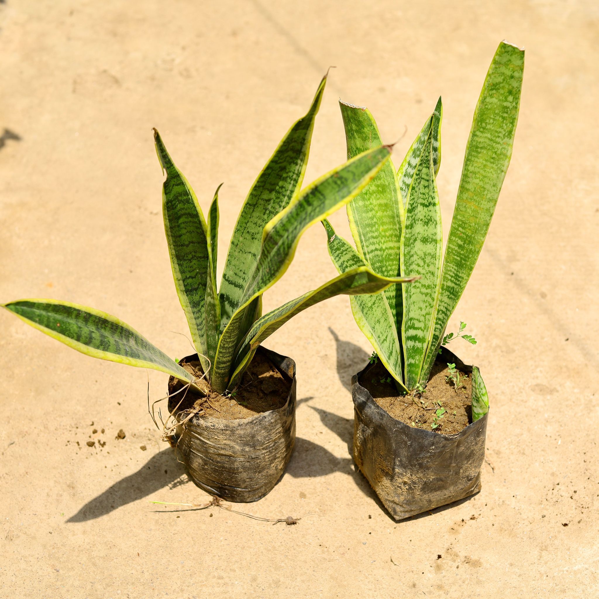 Set of 2 - Snake Long Vareigated in 6 Inch Nursery Bag