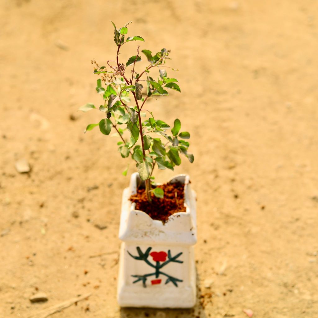 Shyama Tulsi in 6 Inch White Tulsi Ceramic Pot