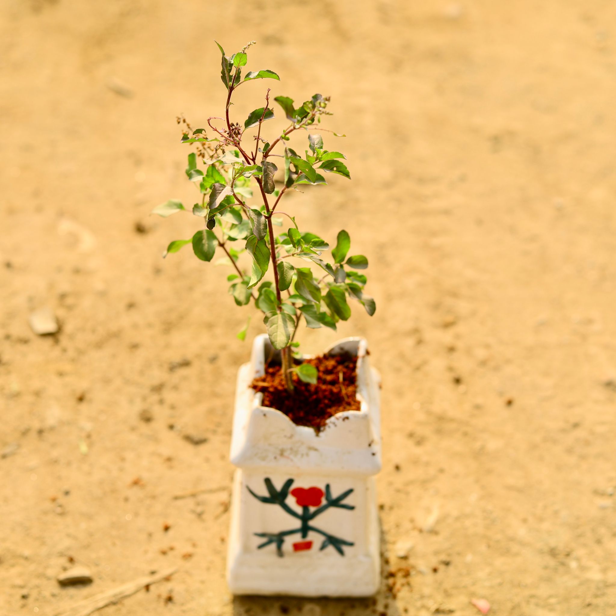 Shyama Tulsi in 6 Inch White Tulsi Ceramic Pot