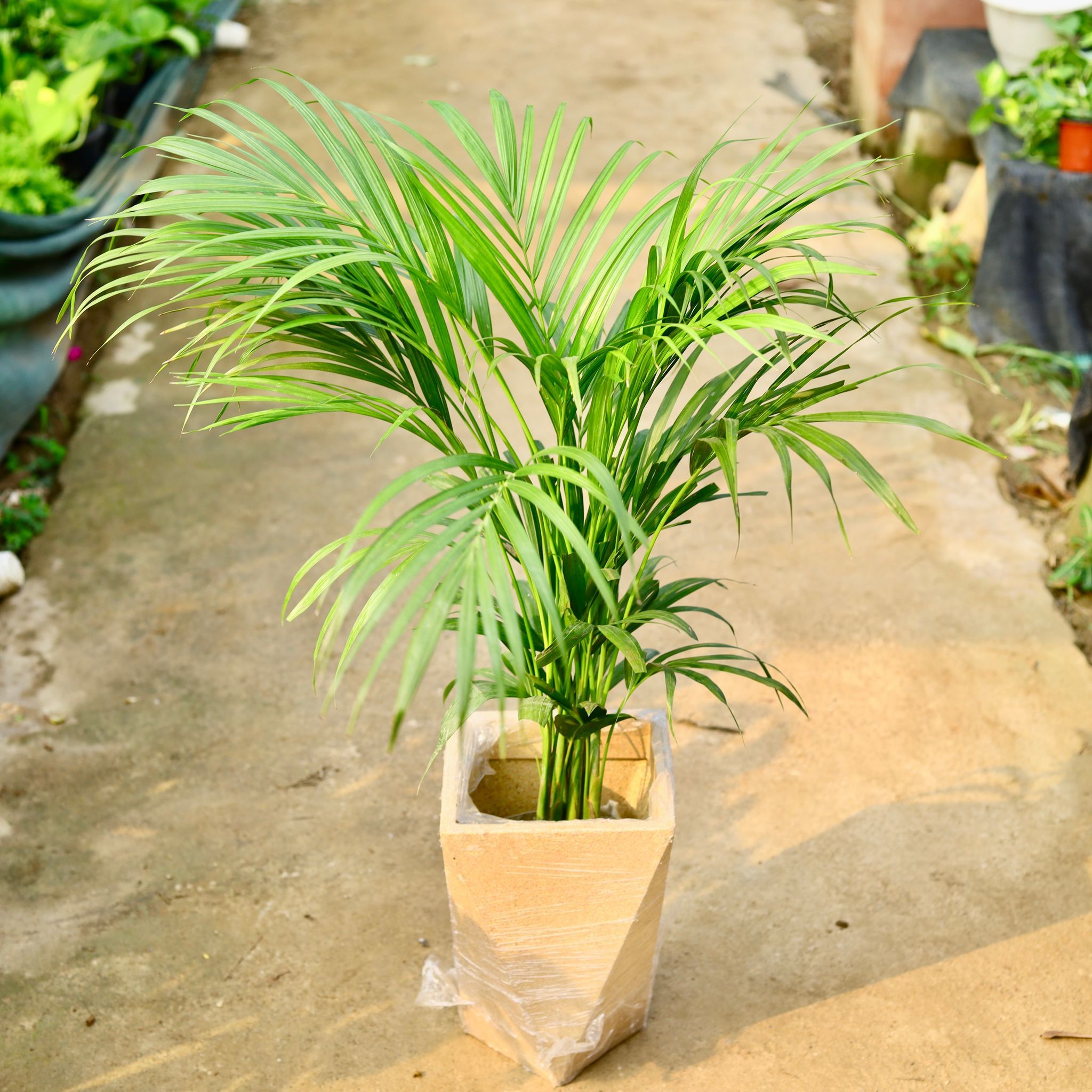 Areca Palm (~ 3 ft) in 8 X 12 Inch Sandstone Premium Fantasia Fiberglass Planter- Durable large size decorative fiber pot for indoor outdoor plants with 5 year warranty