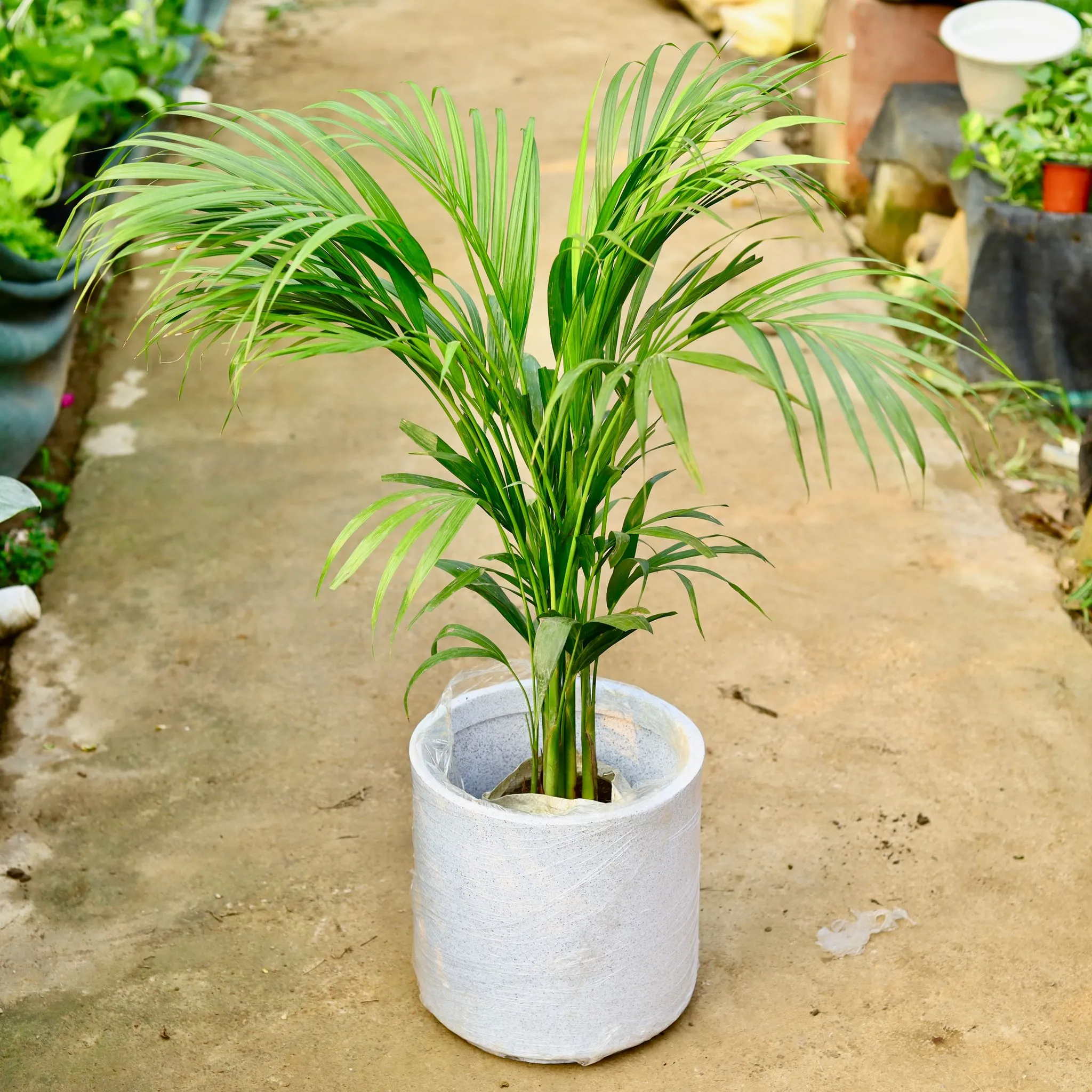 Areca Palm (~ 3 ft) in 11 X 11 Inch White Premium Dochieo Fiberglass Planter- Durable large size decorative fiber pot for indoor outdoor plants with 5 year warranty