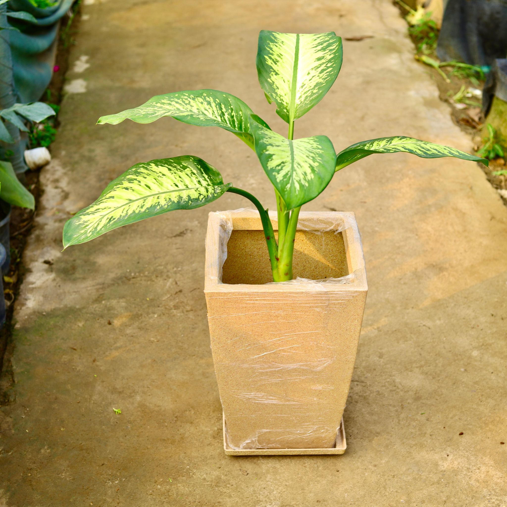 Dieffenbachia in 12 X 10 Inch Sandstone Premium Blaze Fiberglass Planter with tray- Durable large size decorative fiber pot for indoor outdoor plants with 5 year warranty