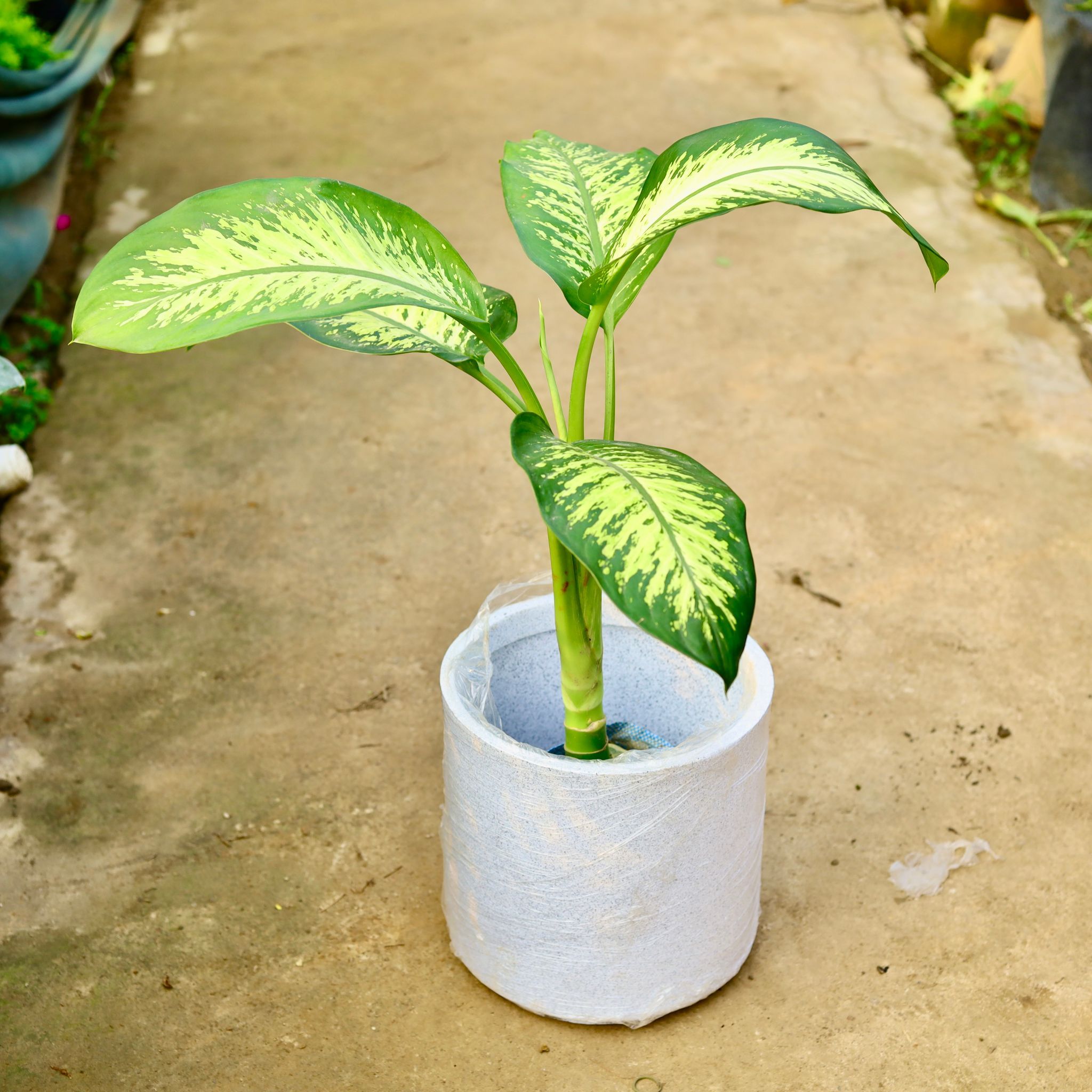 Dieffenbachia in 11 X 11 Inch White Premium Dochieo Fiberglass Planter- Durable large size decorative fiber pot for indoor outdoor plants with 5 year warranty