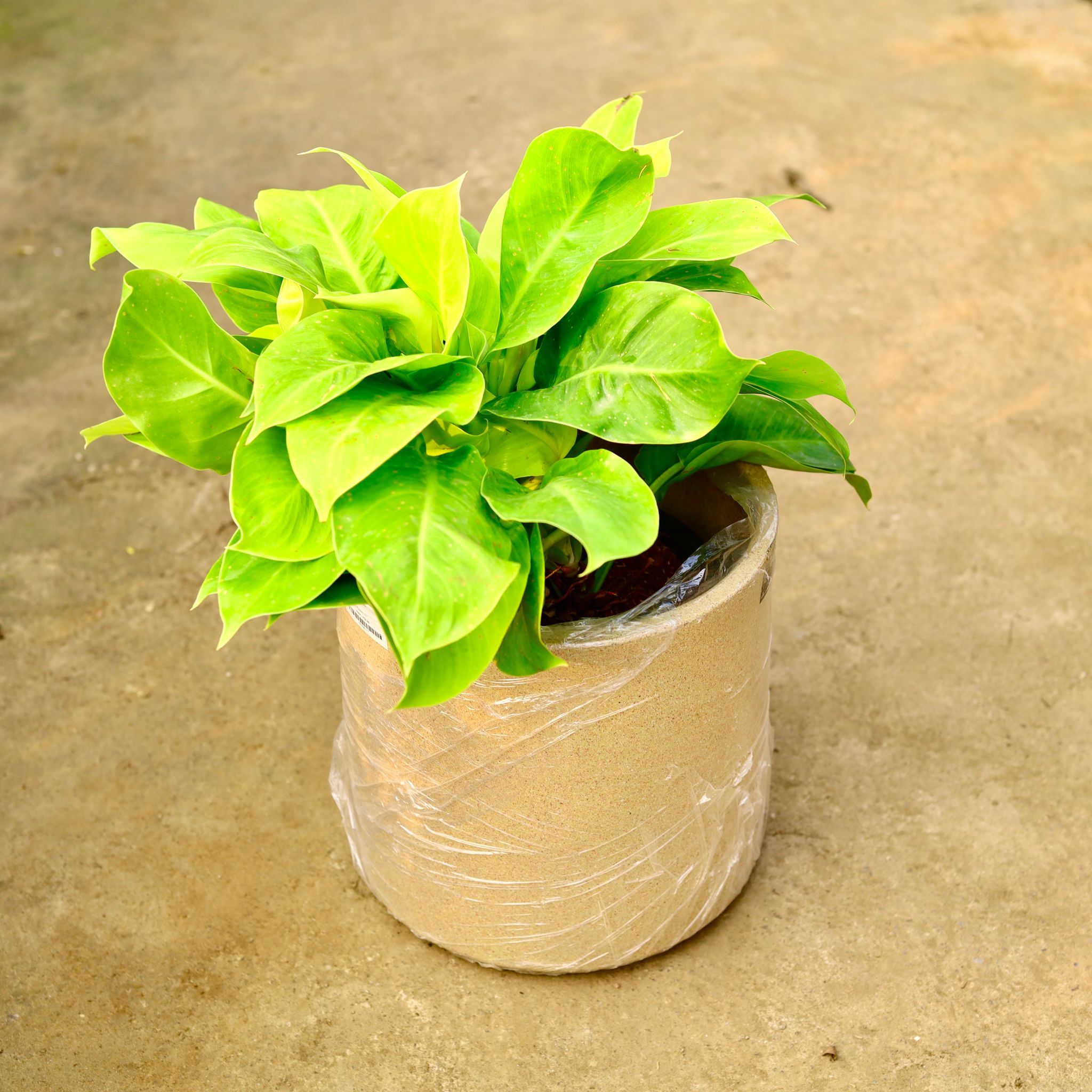 Philodendron Moonshine in 11 X 11 Inch Sandstone Premium Dochieo Fiberglass Planter- Durable large size decorative fiber pot for indoor outdoor plants with 5 year warranty