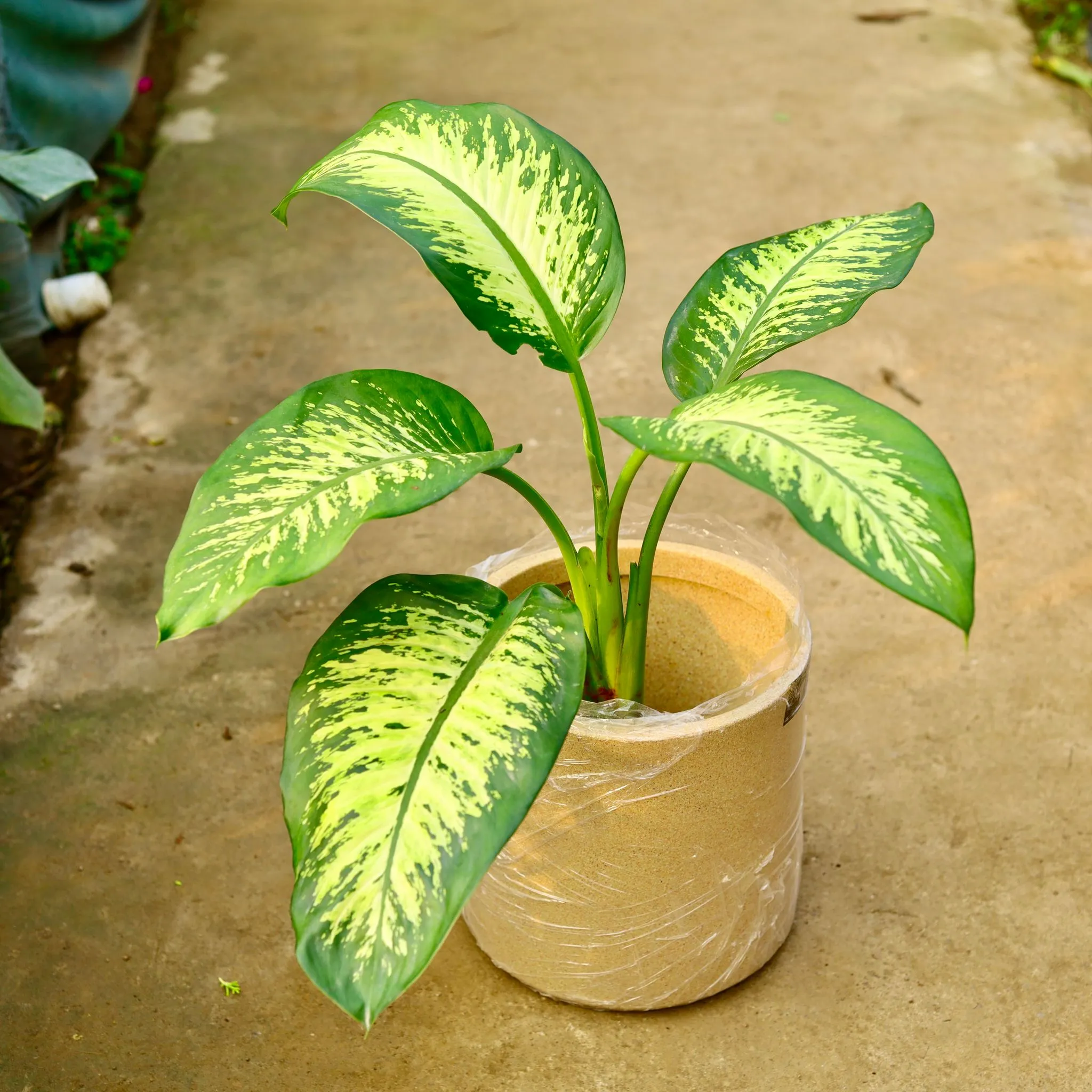 Dieffenbachia in 11 X 11 Inch Sandstone Premium Dochieo Fiberglass Planter- Durable large size decorative fiber pot for indoor outdoor plants with 5 year warranty