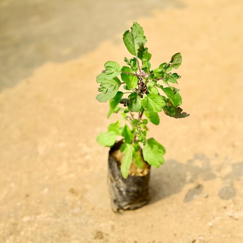 Shyama Tulsi in 4 Inch Nursery Bag