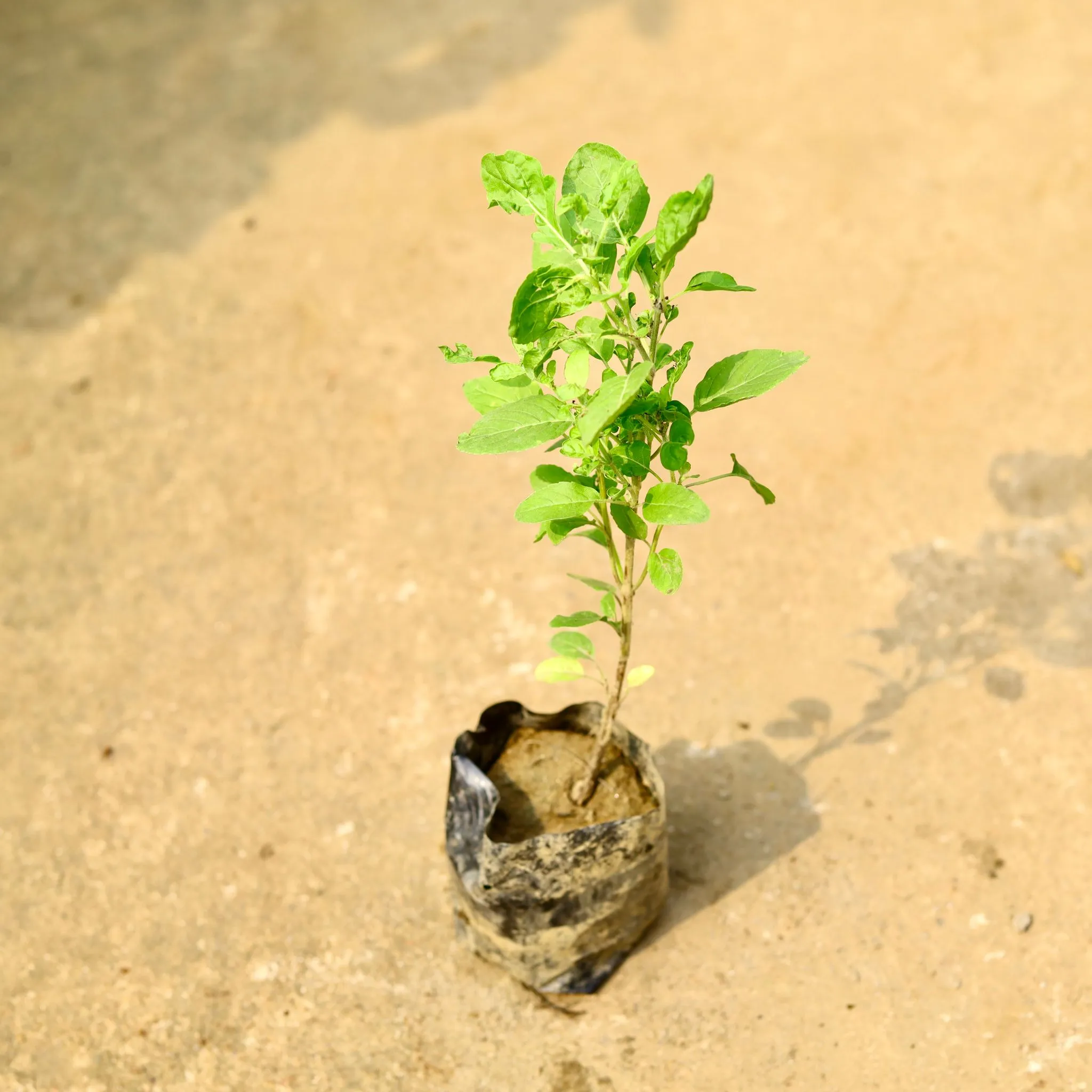 Rama Tulsi in 4 Inch Nursery Bag
