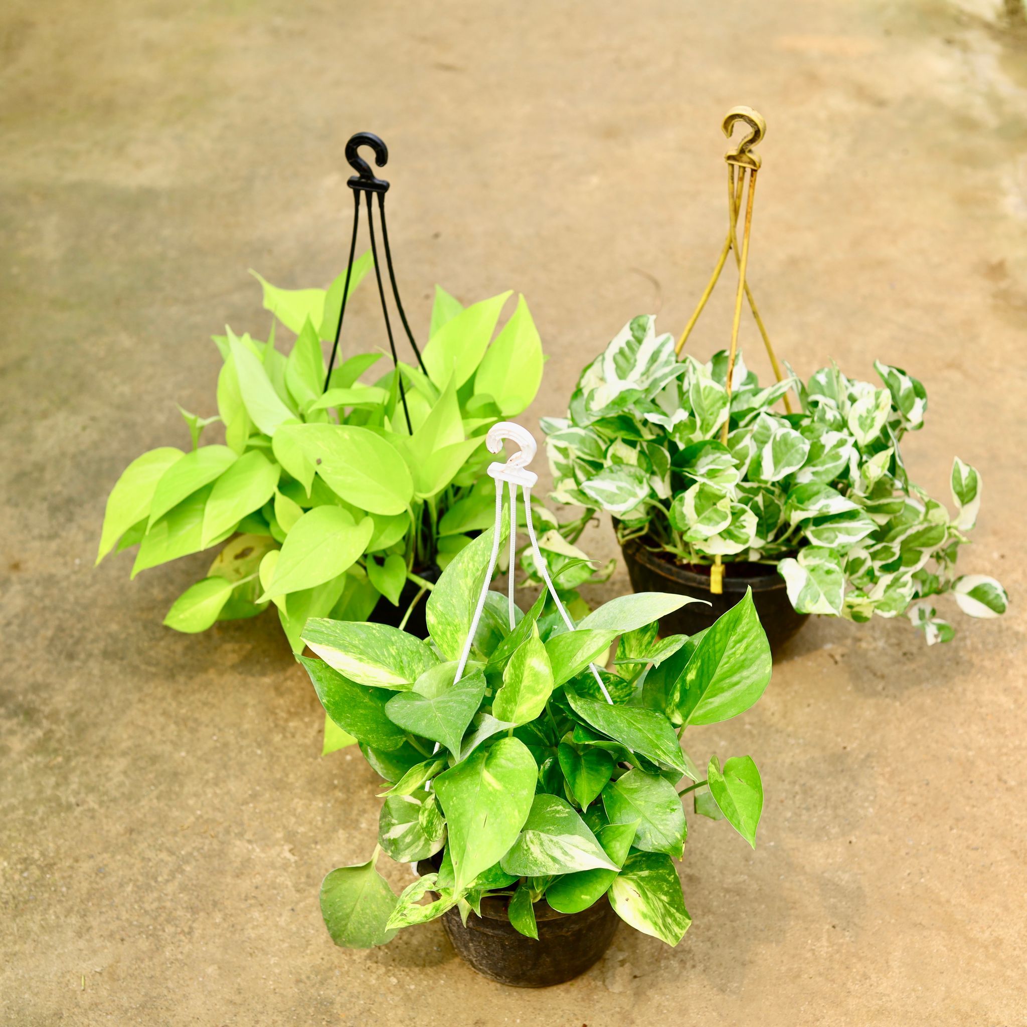 Set of 3 - Money Plant (Green, Njoy & Golden) in 8 Inch Black Hanging Basket