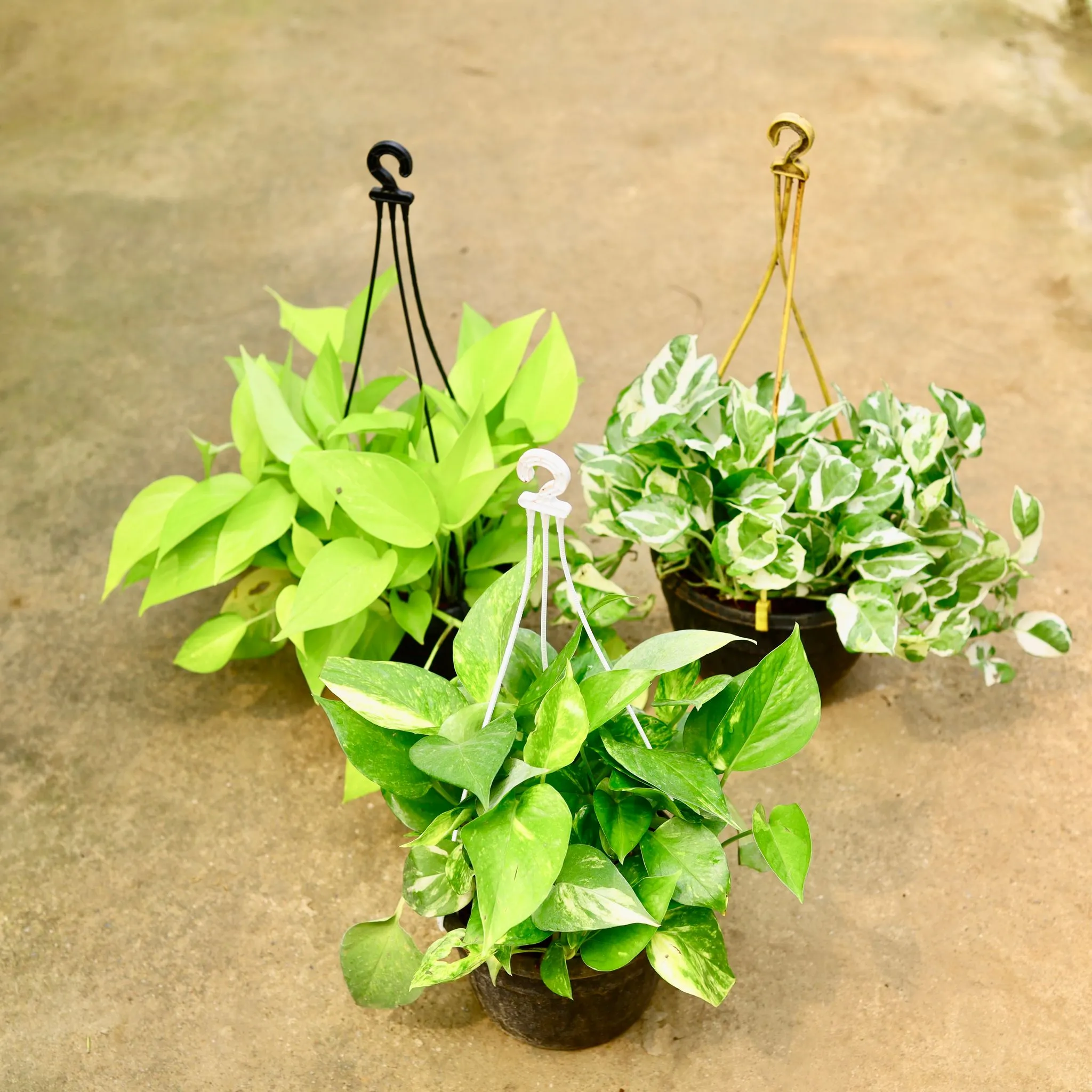 Set of 3 - Money Plant (Green, Njoy & Golden) in 8 Inch Black Hanging Basket