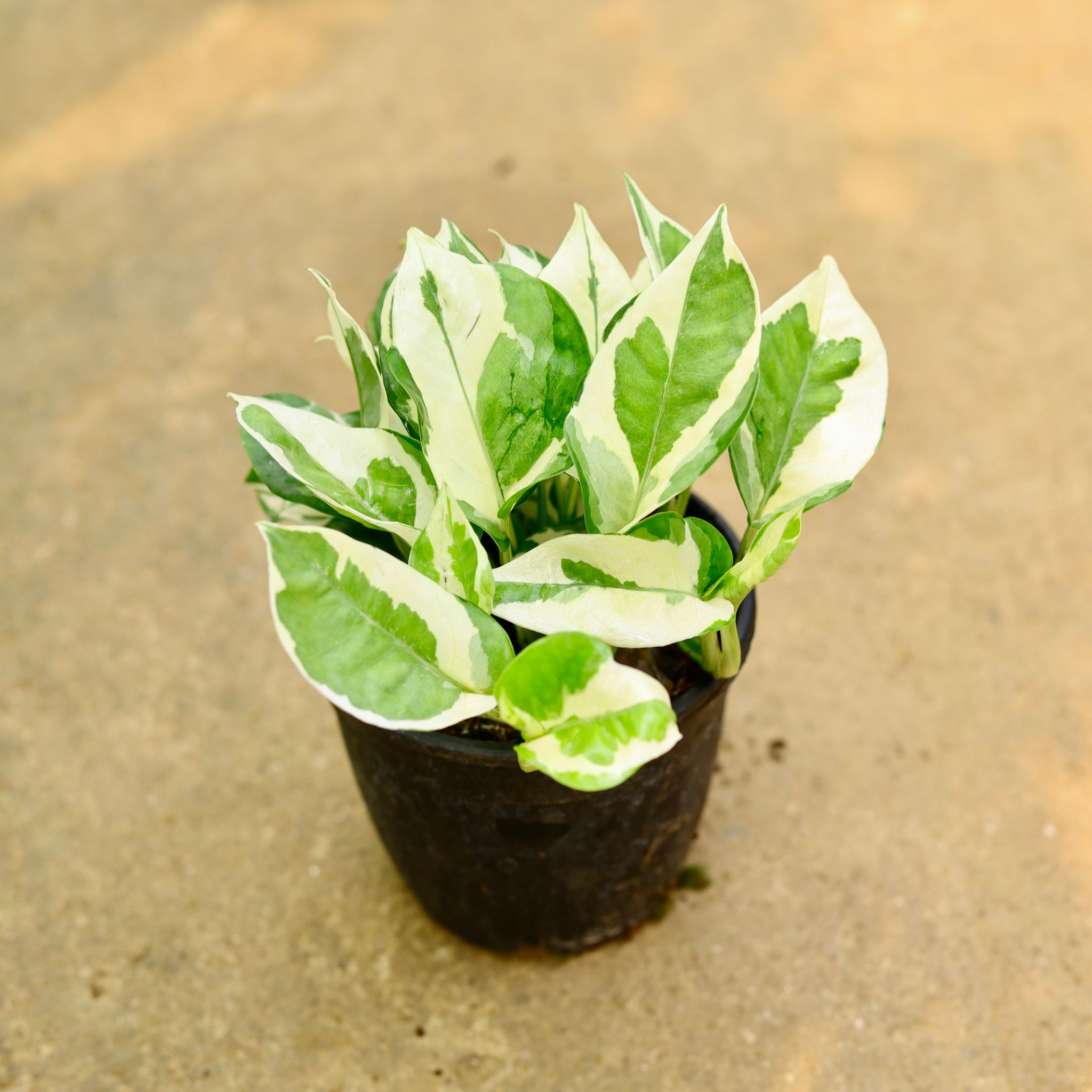 Money Plant Njoy in 5 Inch Nursery Pot