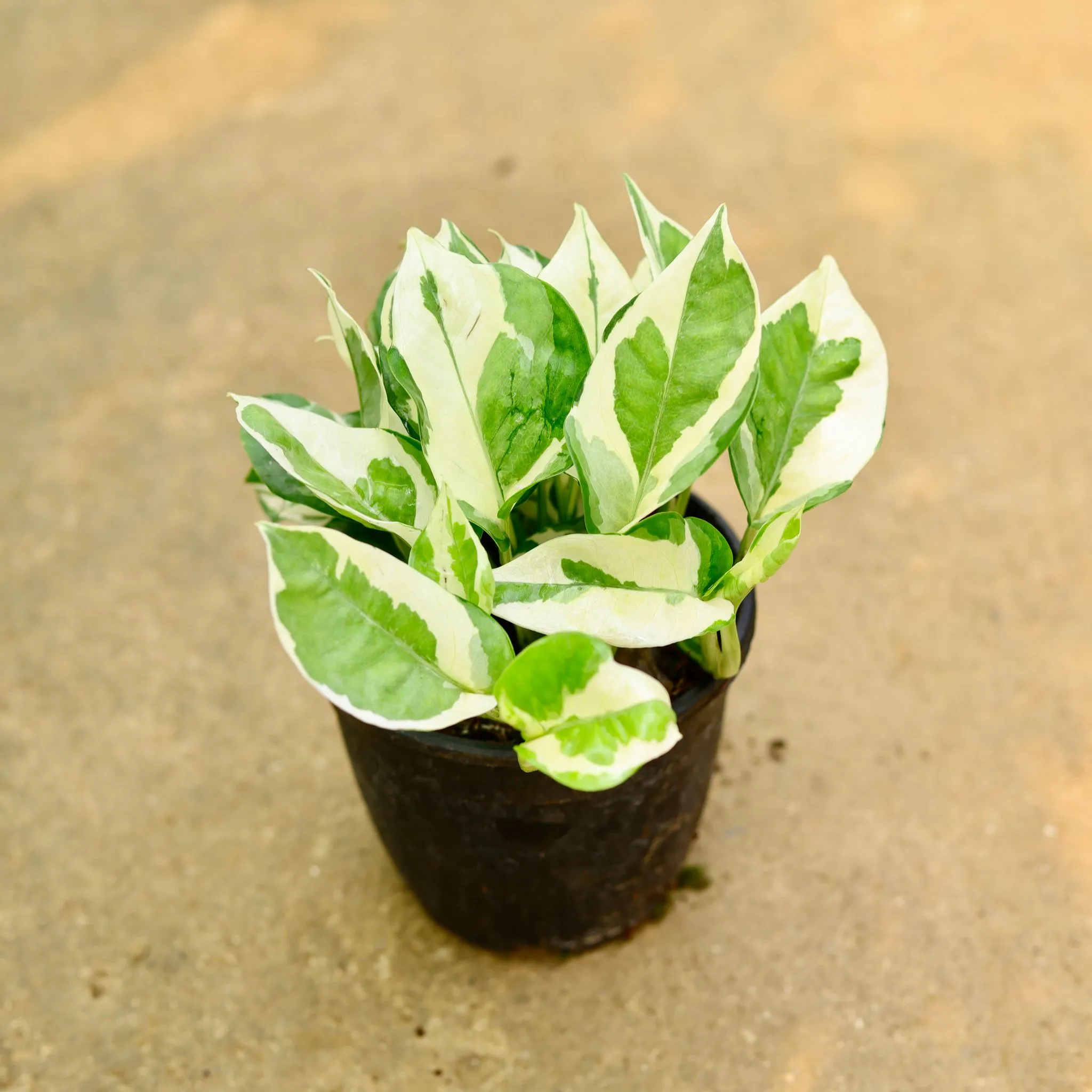 Money Plant Njoy in 5 Inch Nursery Pot