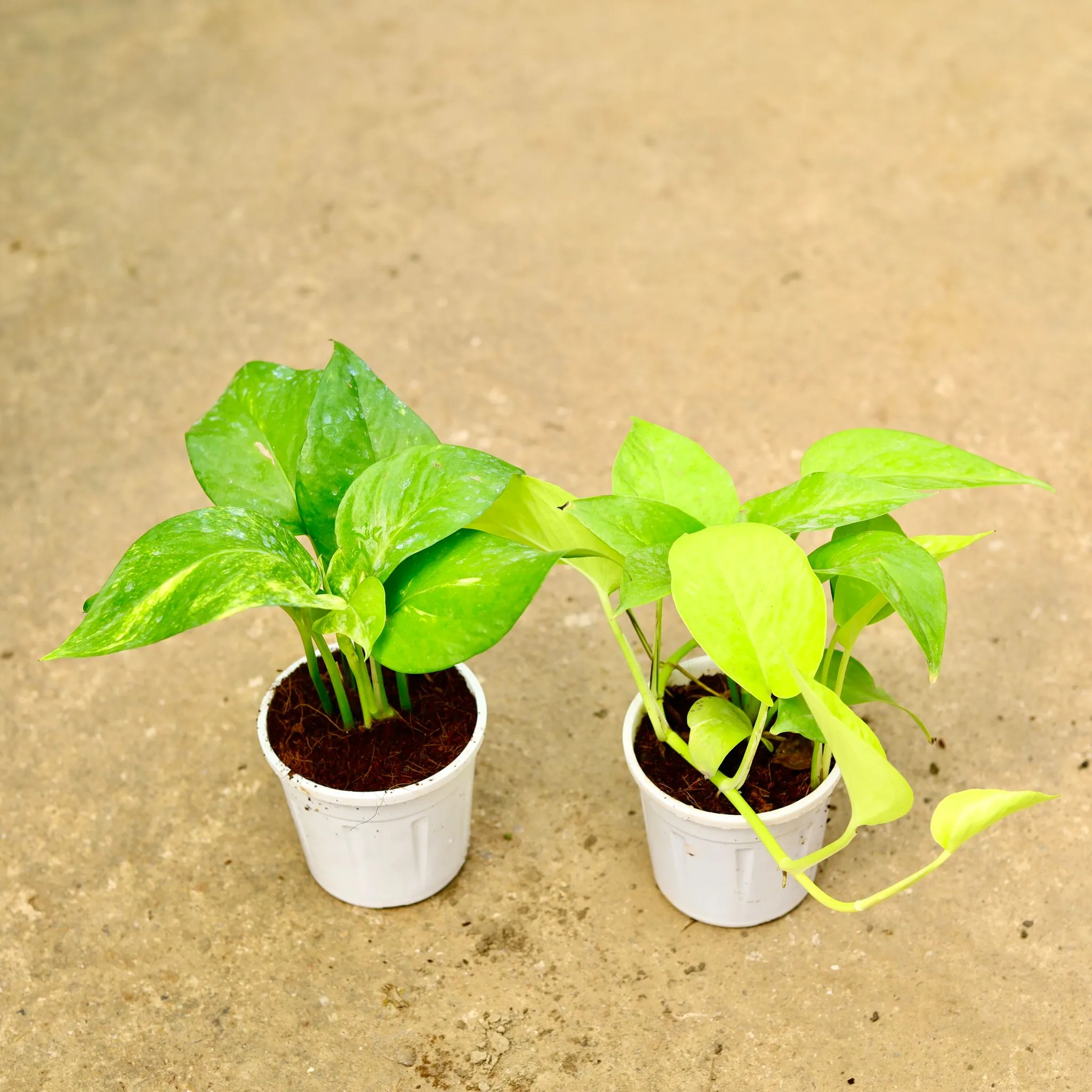 Set of 2- Money Plant (Green & Golden) in 4 Inch White Nursery Pot