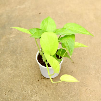 Buy Money Plant Golden in 4 Inch White Nursery Pot Online | Urvann.com