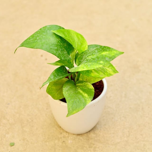 Money Plant green in 4 Inch Classy White Cup Ceramic Pot