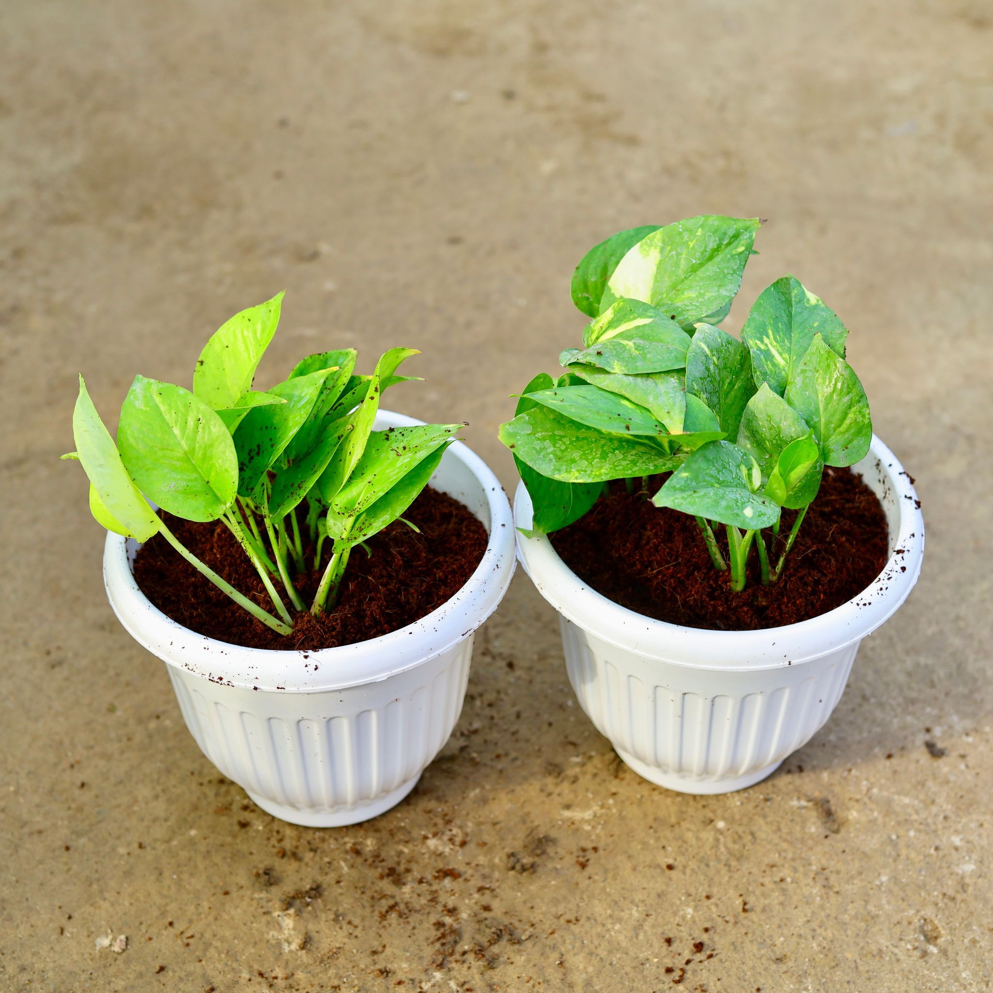 Set of 2 - Money Plant Golden & Green in 8 Inch White Olive Plastic Pot