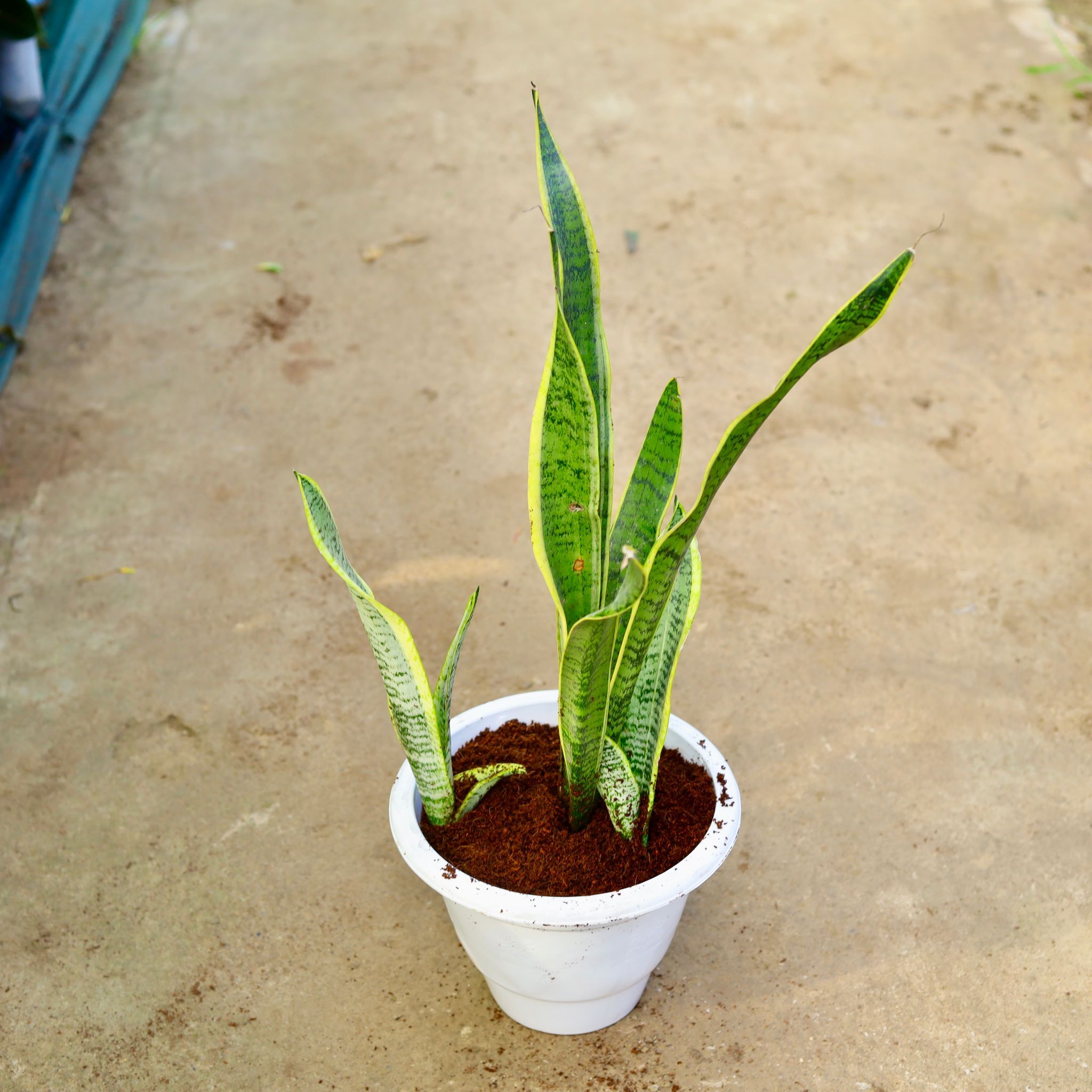 Snake Long in 10 Inch White Classy Plastic Pot