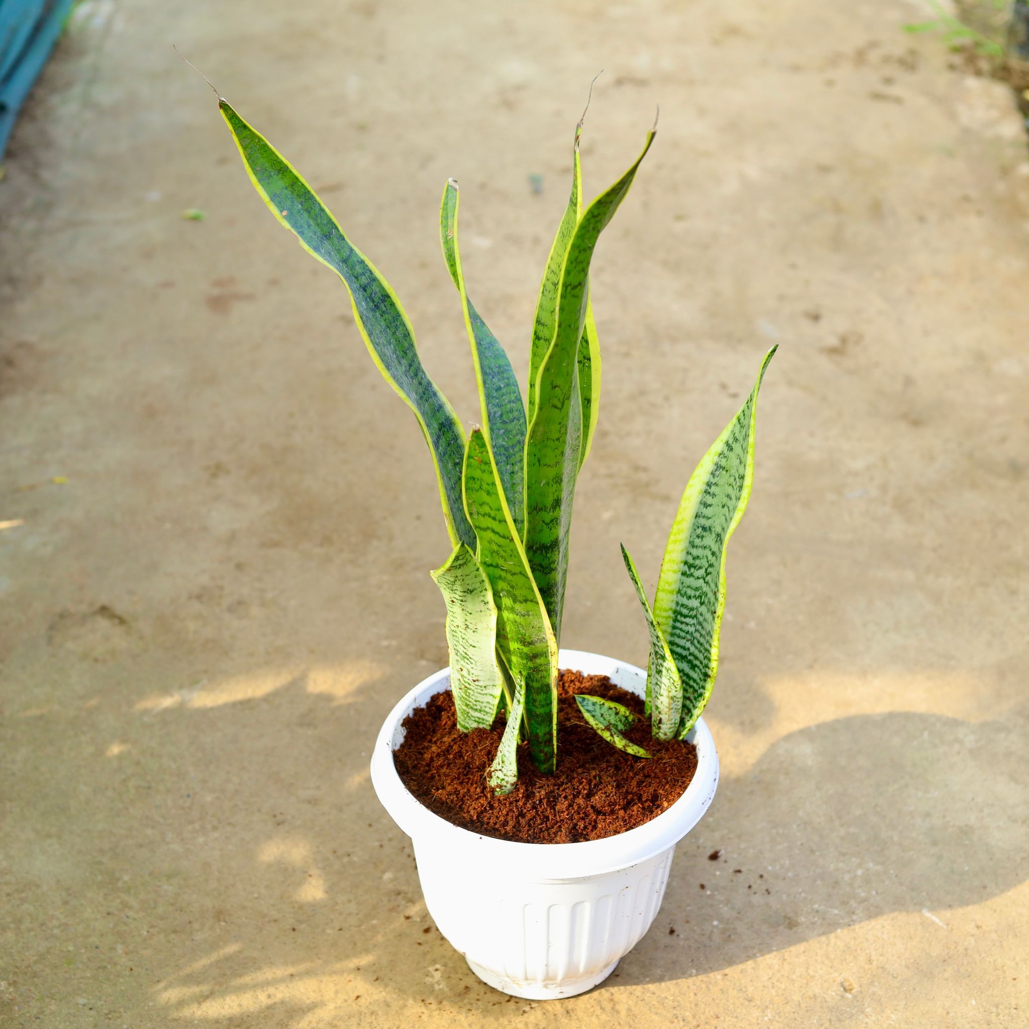 Snake Long in 10 Inch White Olive Plastic Pot