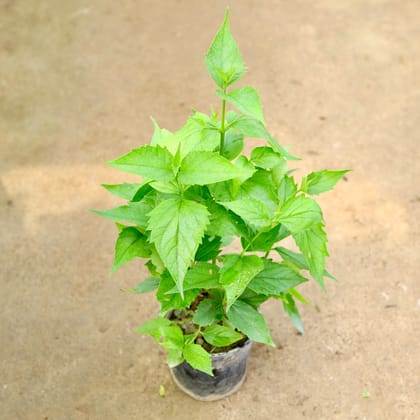 Buy Harsingar / Parijaat in 6 Inch Nursery Pot Online | Urvann.com