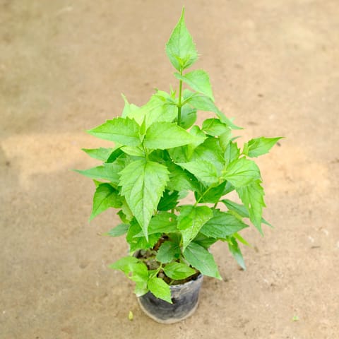 Harsingar / Parijaat in 6 Inch Nursery Pot