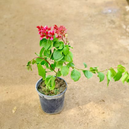 Buy Bougainvillea Red in 6 Inch Nursery Pot Online | Urvann.com