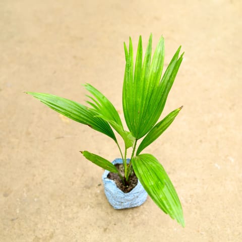 China Palm / Fan Palm in 4 Inch Nursery Bag