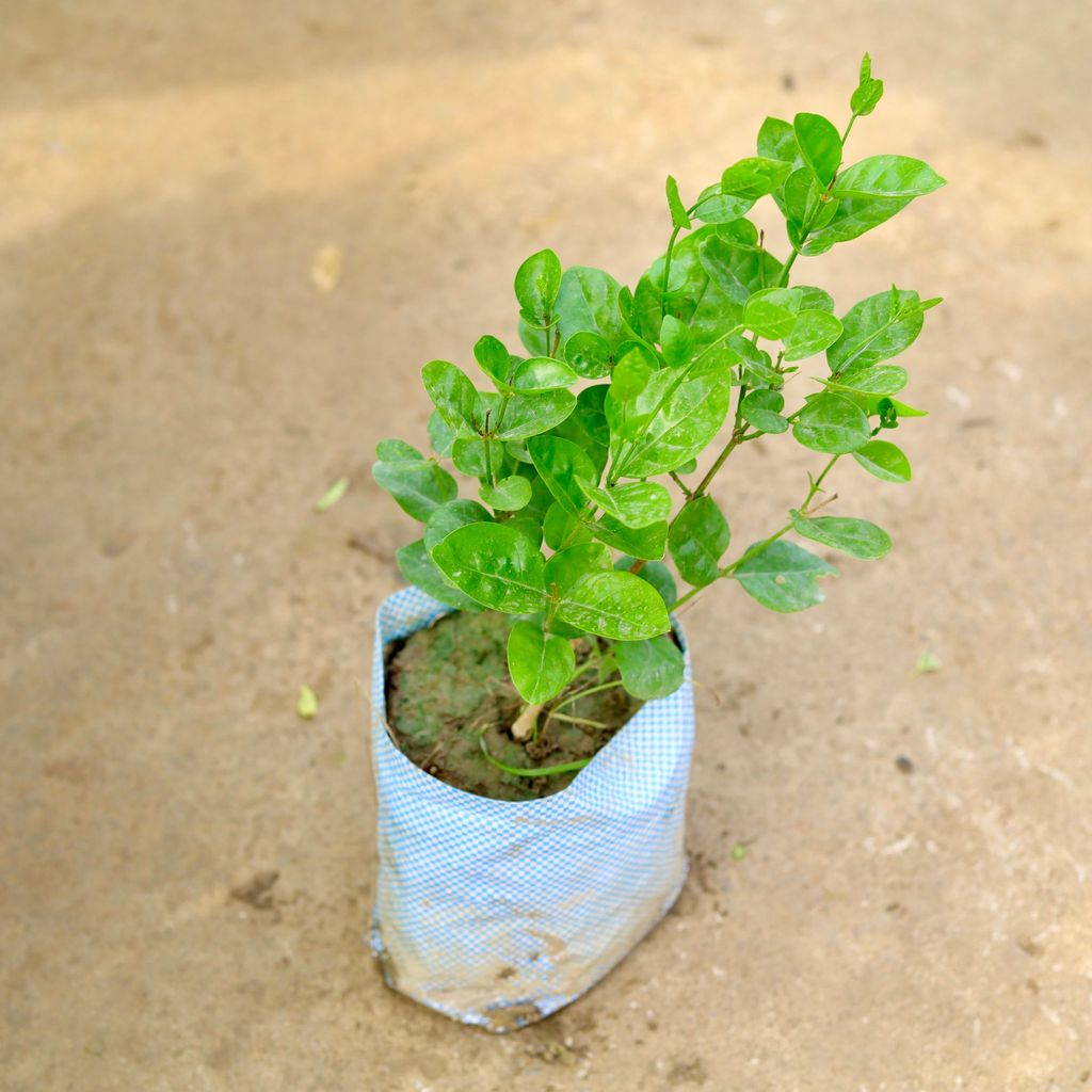 Buy Motia / Jasmine in 8 Inch Nursery Bag Online | Urvann.com Motia / Jasmine in 8 Inch Nursery Bag