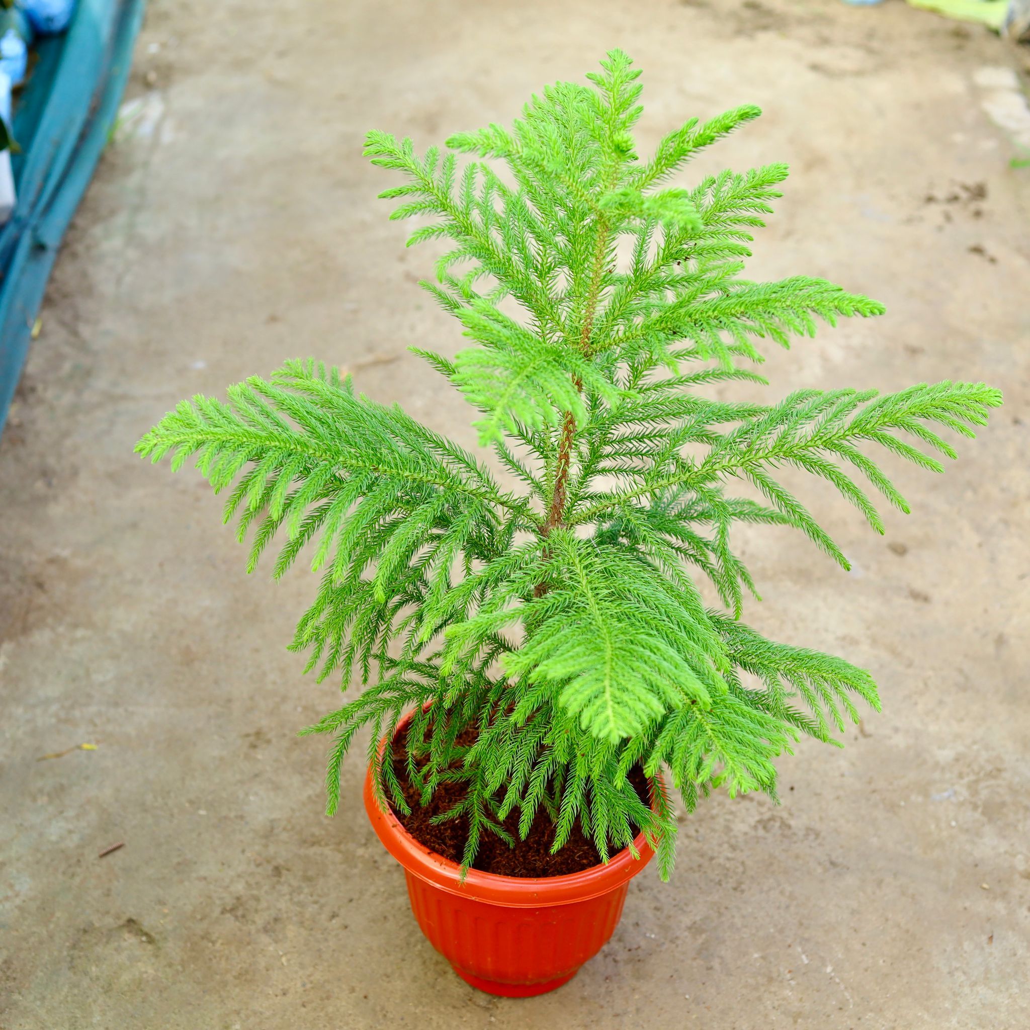 Araucaria / Christmas Tree in 10 Inch Terracotta Red Olive Plastic Pot