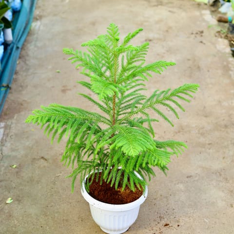 Araucaria / Christmas Tree in 10 Inch White Olive Plastic Pot